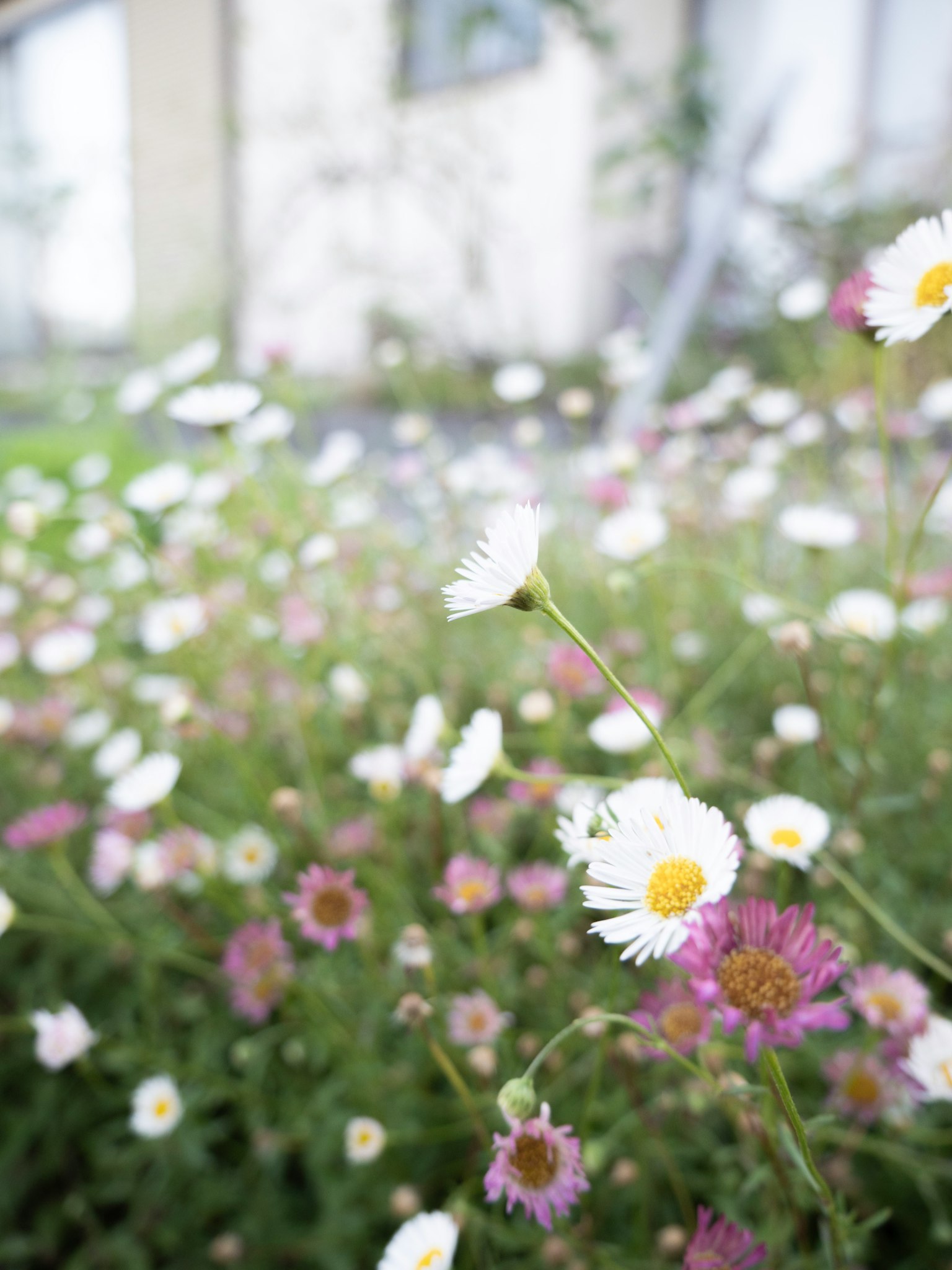 Una escena de jardín con flores blancas y rosas en flor