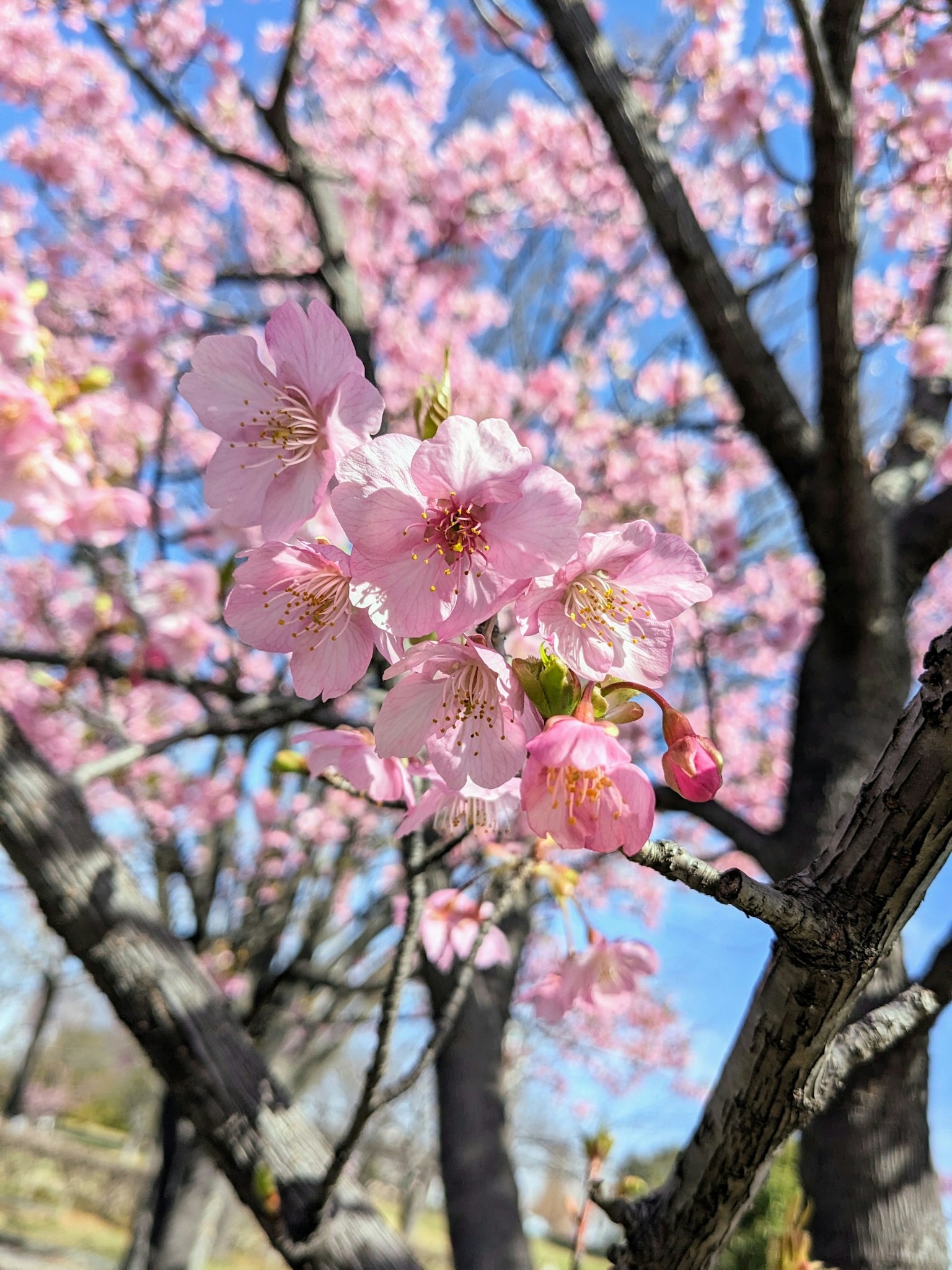 蓝天下树上的樱花特写