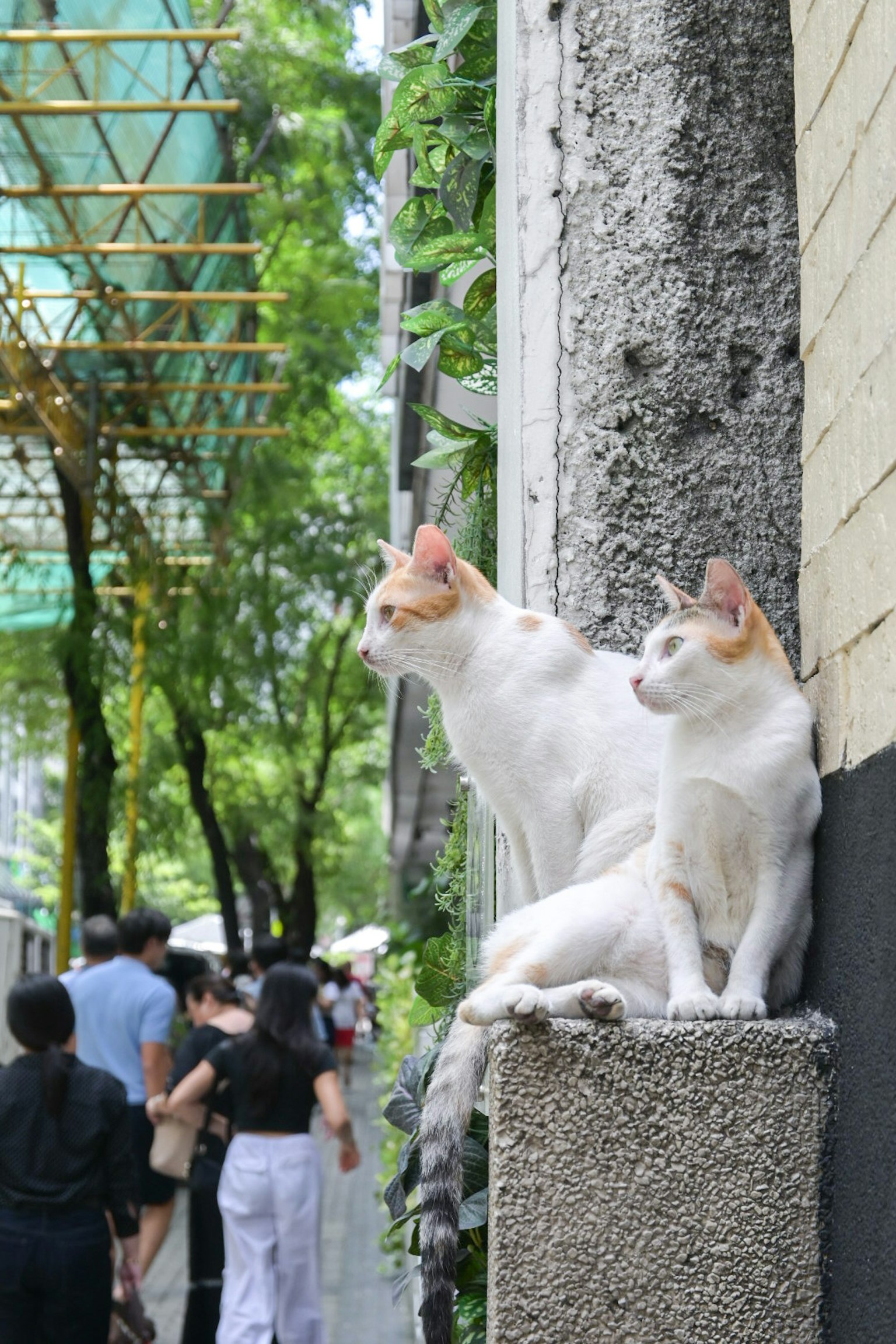 Deux chats blancs assis sur un mur avec des gens qui passent en arrière-plan