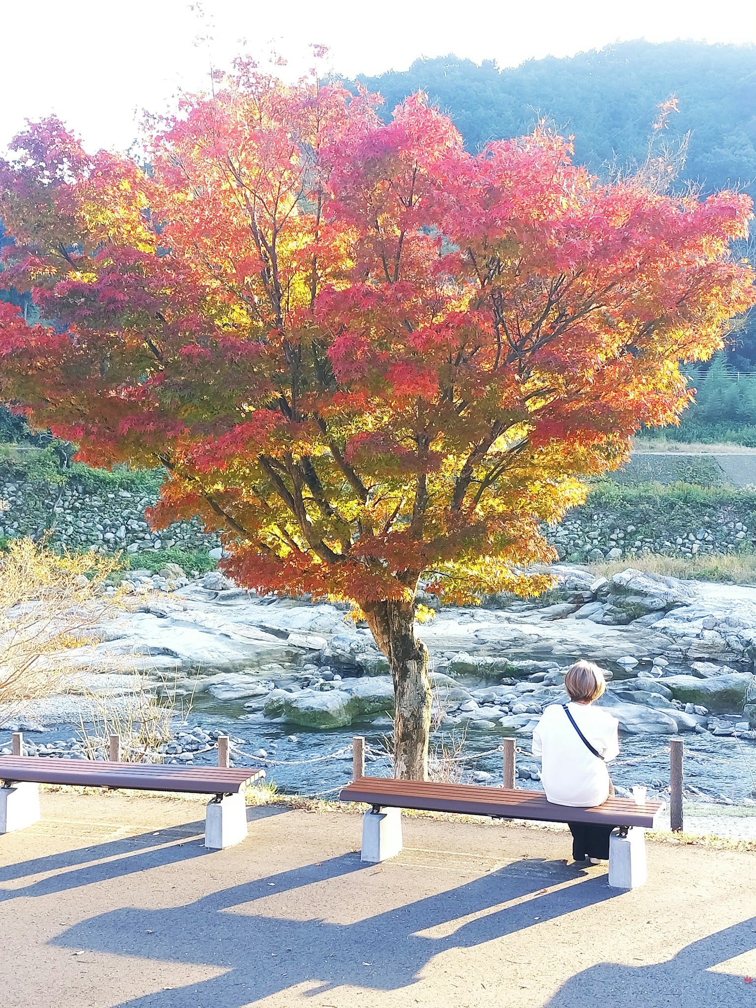 Una persona sentada en un banco admirando un árbol de otoño vibrante junto a un río