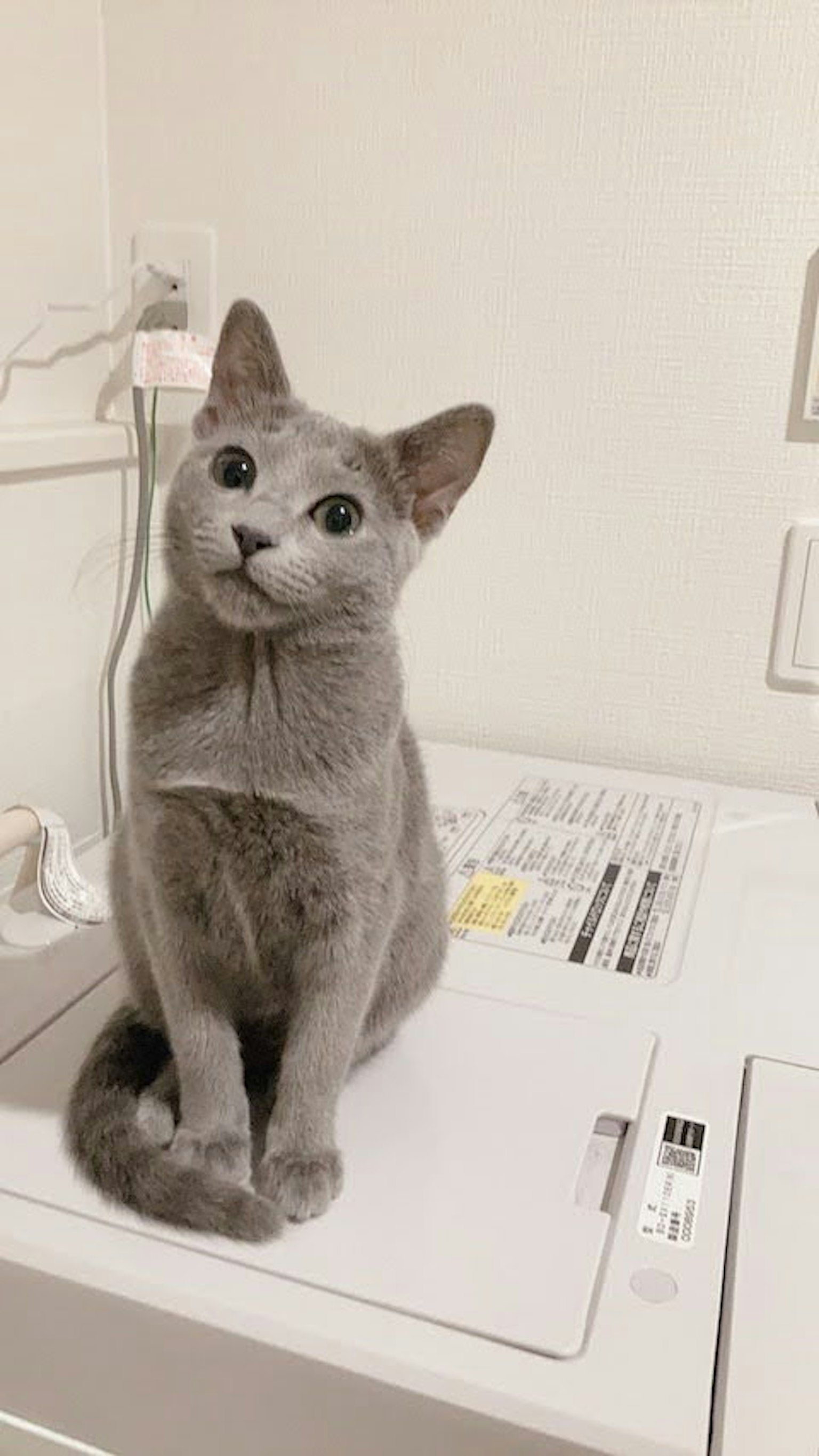 Gato gris sentado encima de una lavadora