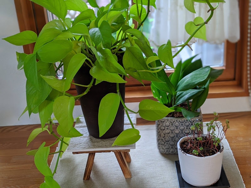 木製の台と小さな鉢に並ぶ観葉植物