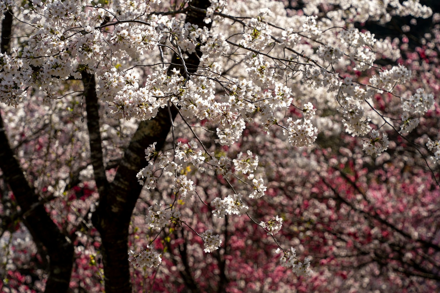 Pohon sakura dengan bunga putih mekar penuh