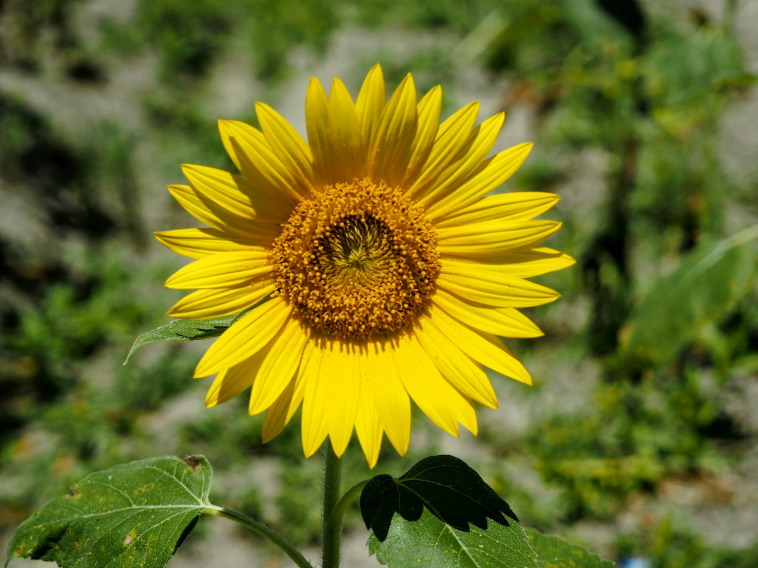 A bright yellow sunflower in full bloom