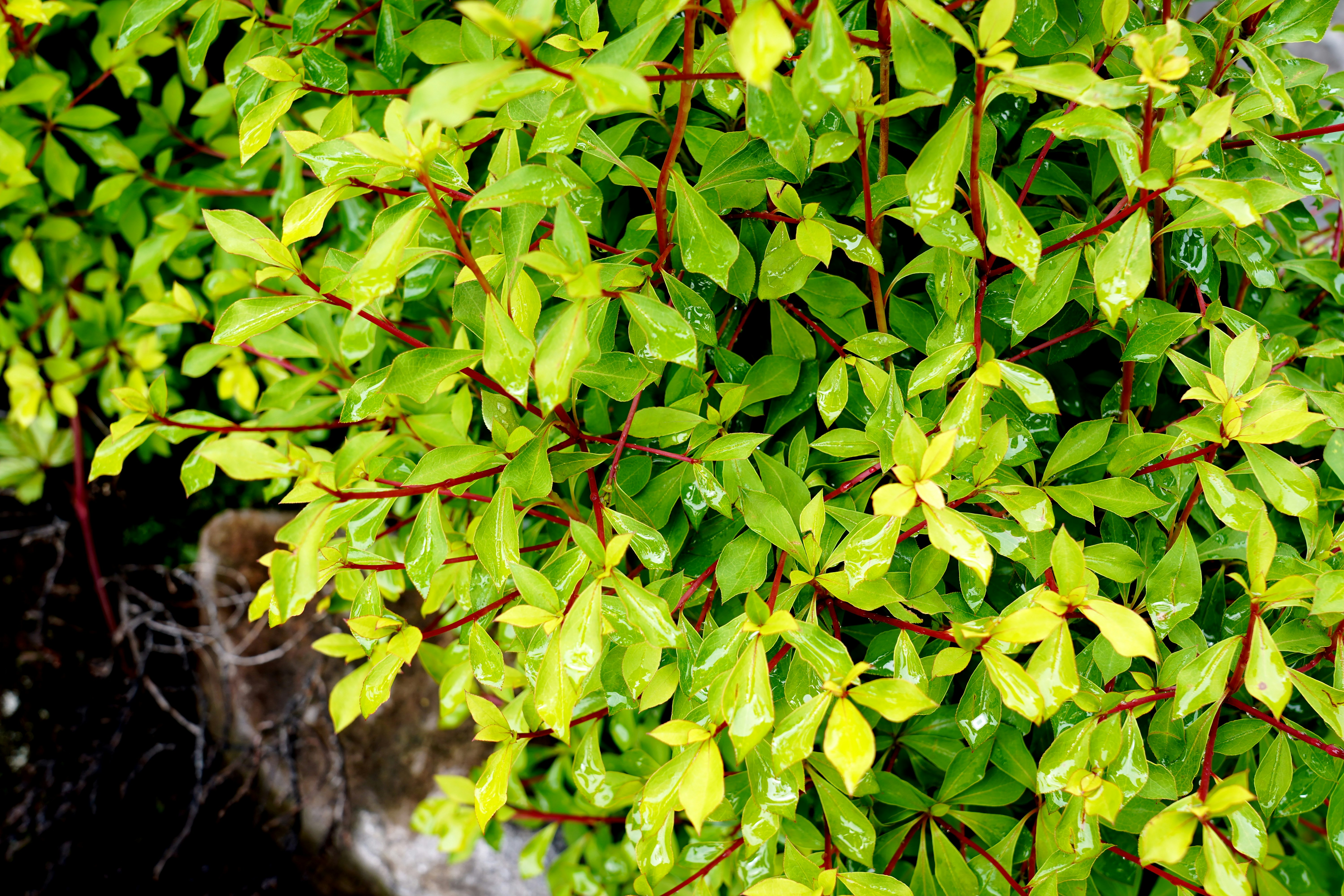 feuillage vert vif dense sur des branches d’arbre