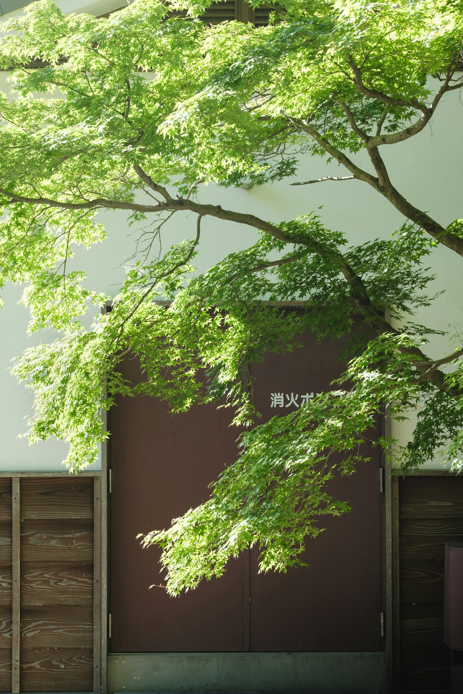 宁静的场景，绿叶繁茂的树木和棕色的门