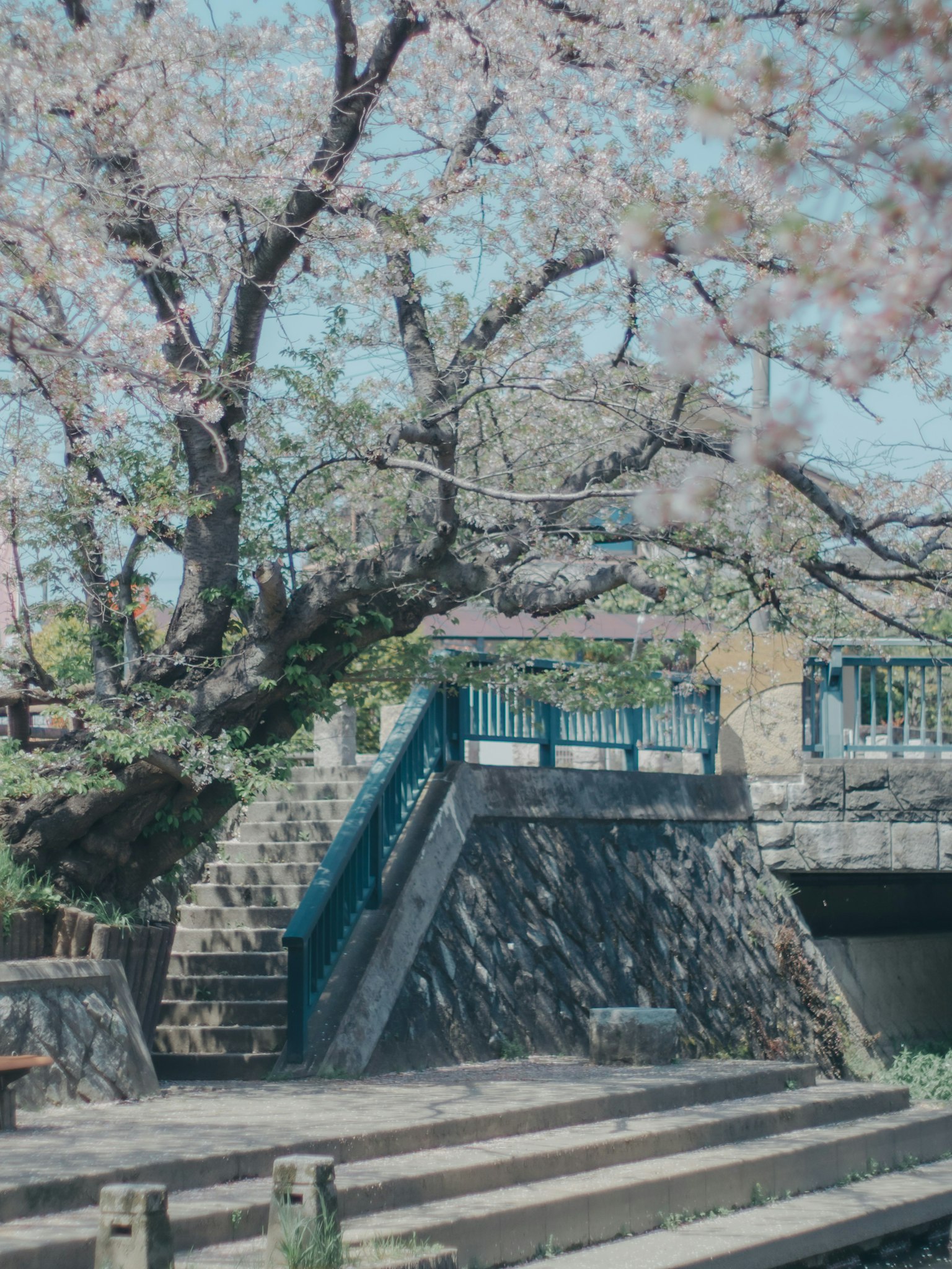 Scène de parc avec un cerisier et des escaliers à rampe bleue