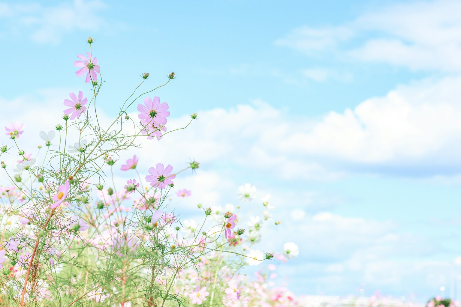 Eine malerische Ansicht von Blumen vor einem blauen Himmel