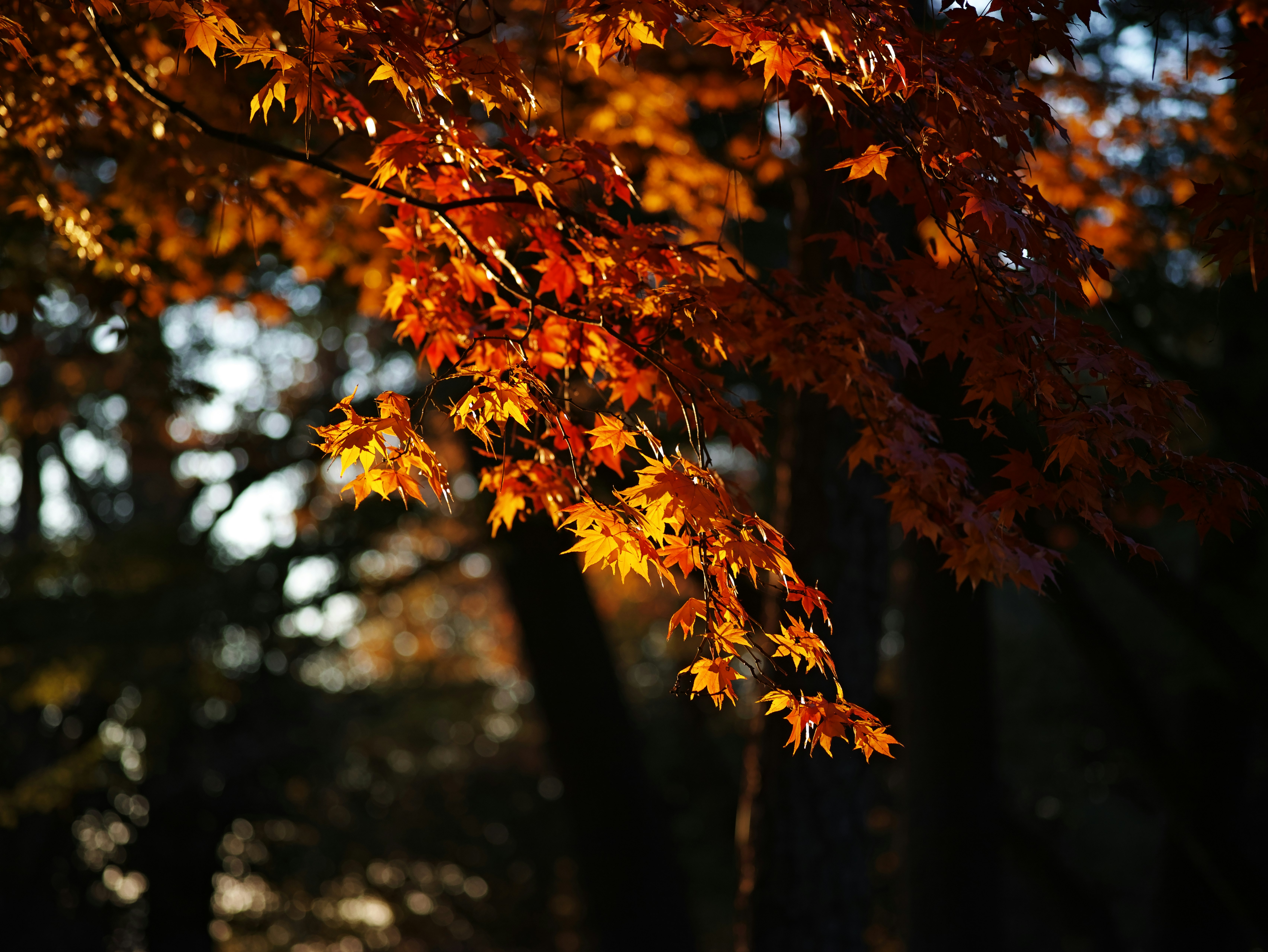 秋の木々に揺れる紅葉の枝先