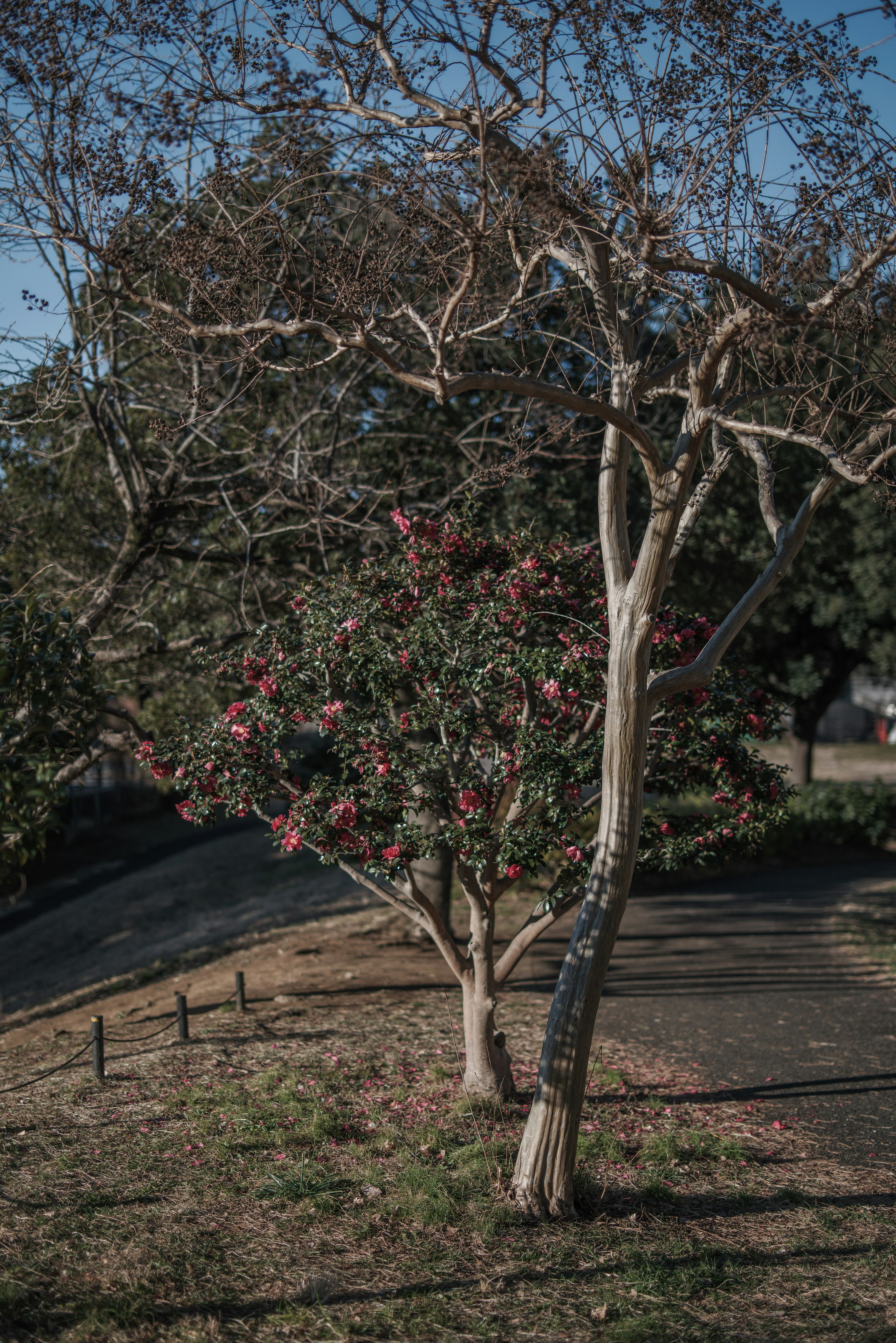 winter park trees with crepe myrtle and camellia blossoms