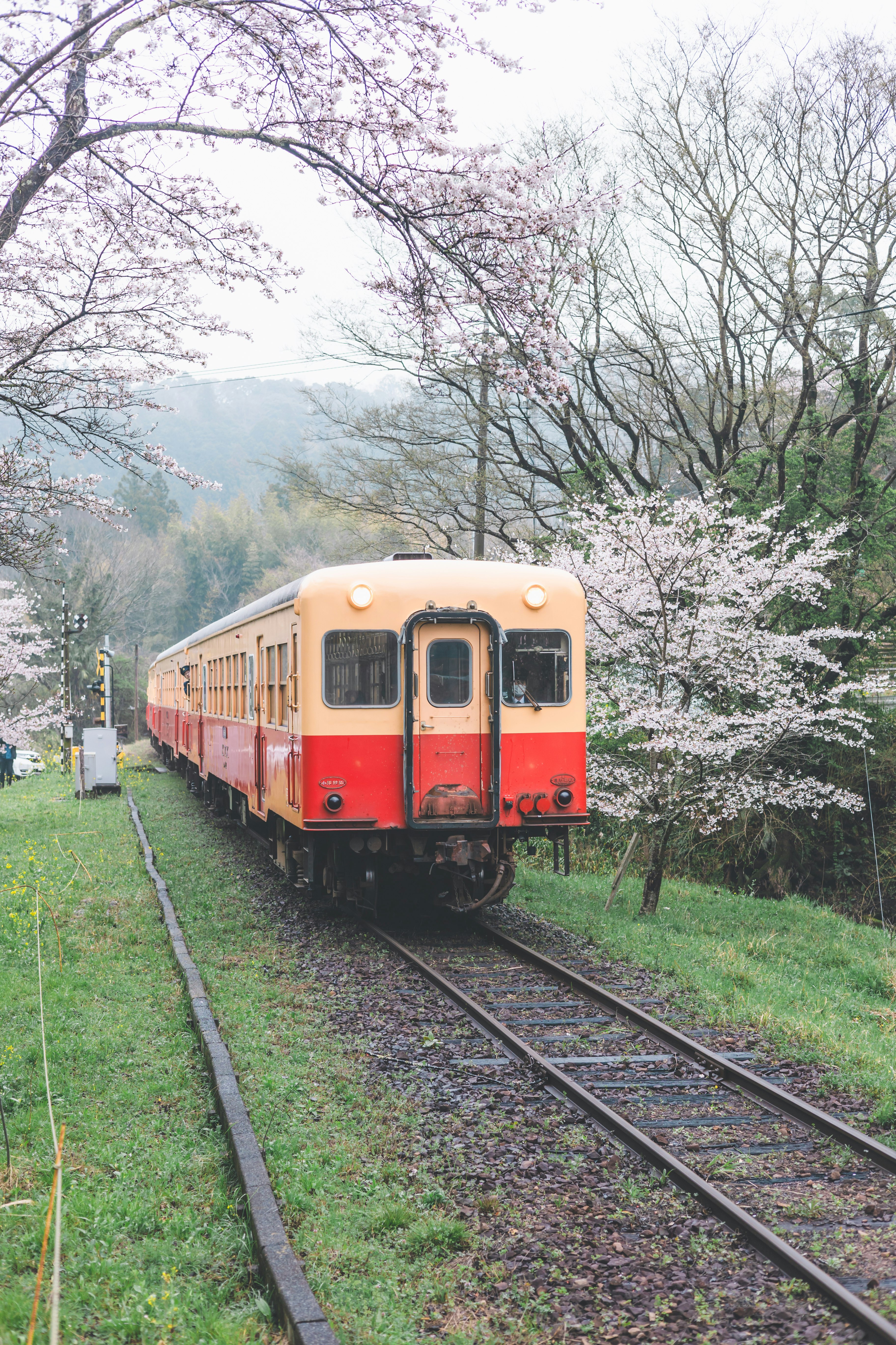 桜並木の中を走る赤い列車のある鉄道風景