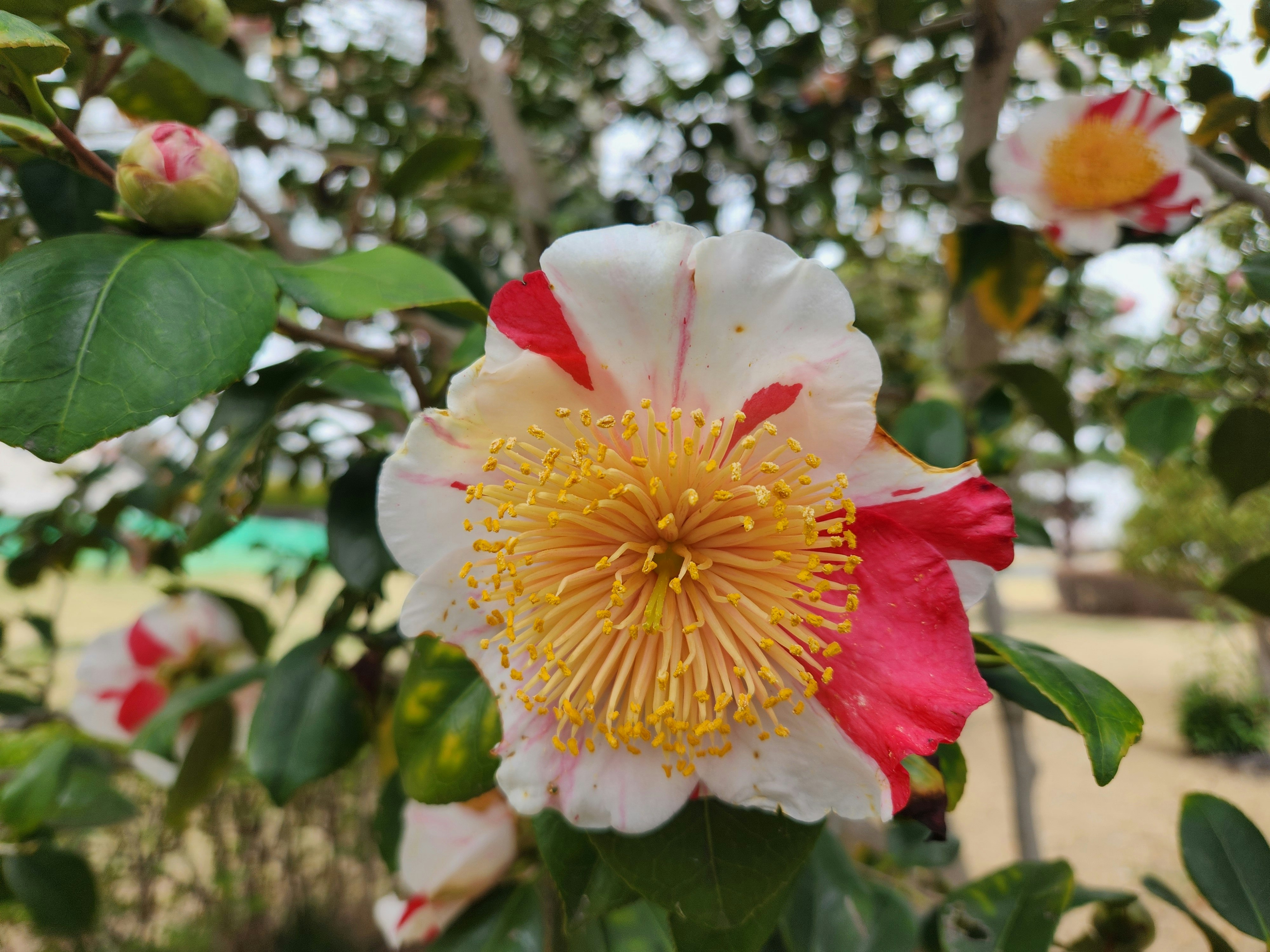 赤と白の椿の花が咲く春の庭の枝先