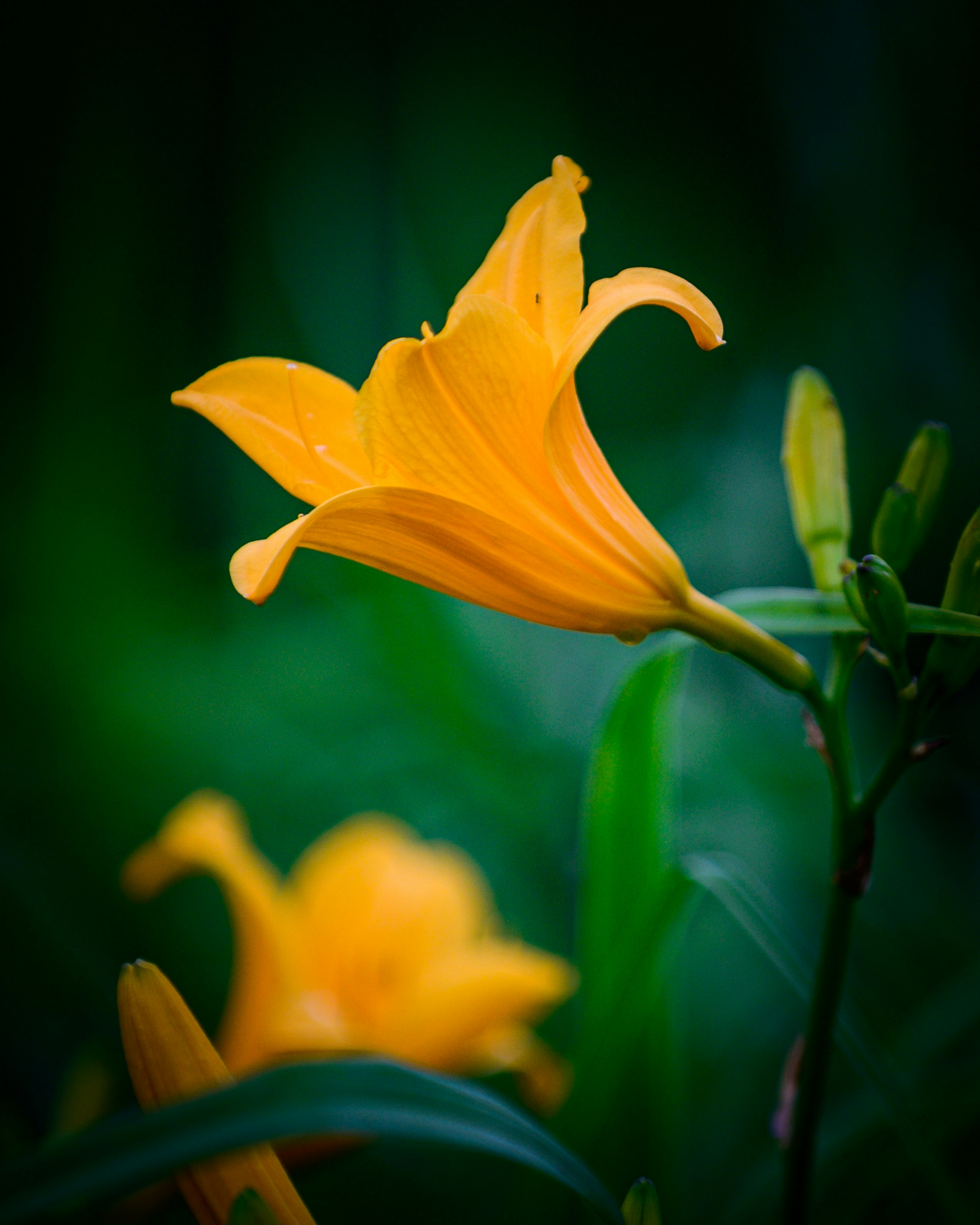 imagen macro de una flor de lirio naranja