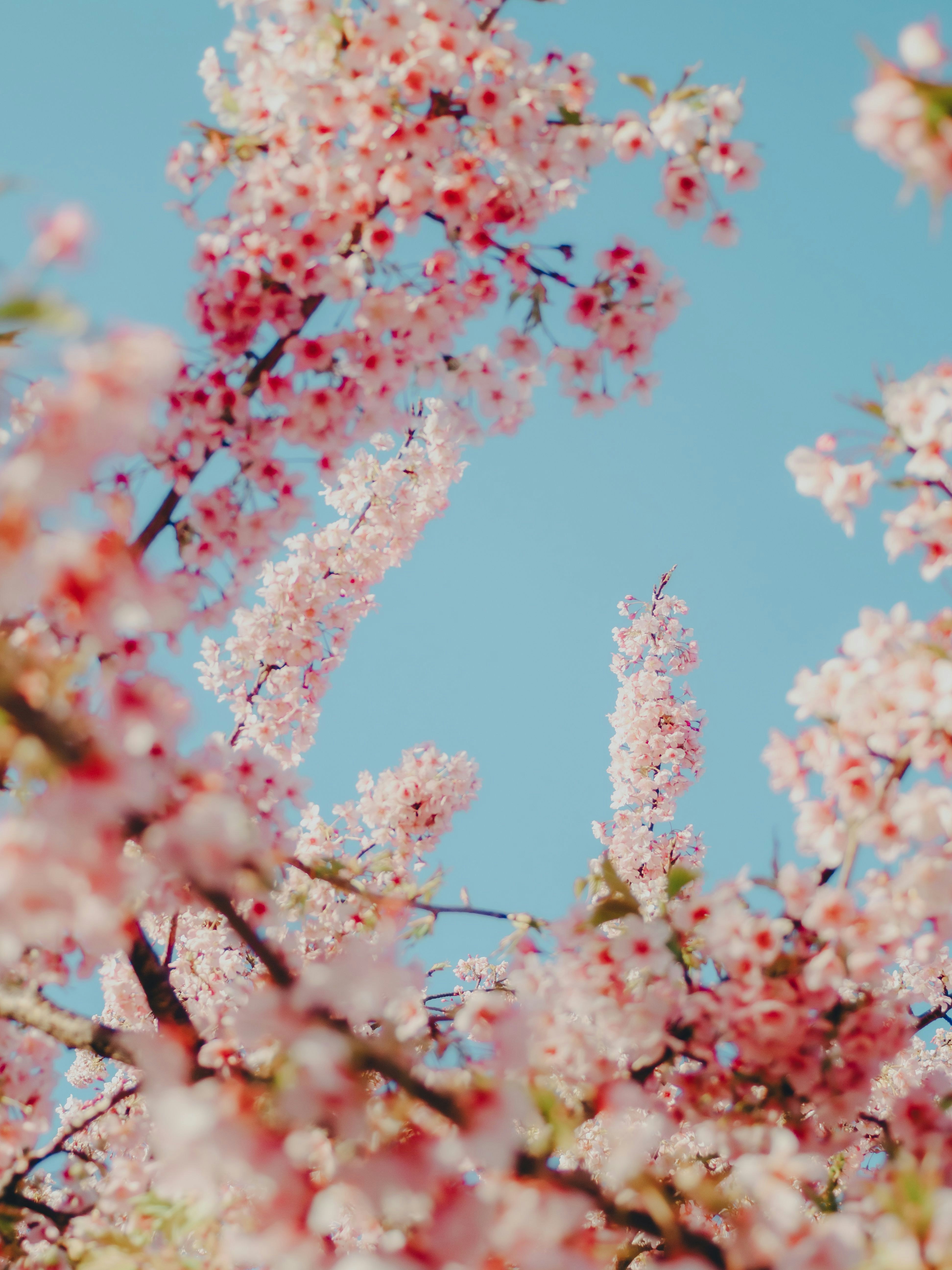 蓝天背景下的樱花特写