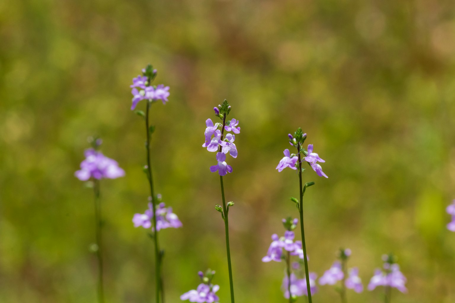 Purple flowers blooming in a grassy field