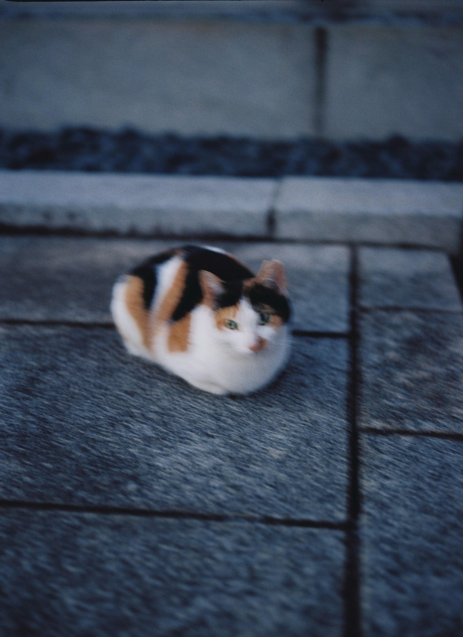 Un gatto calico che riposa su un pavimento in pietra con un aspetto morbido