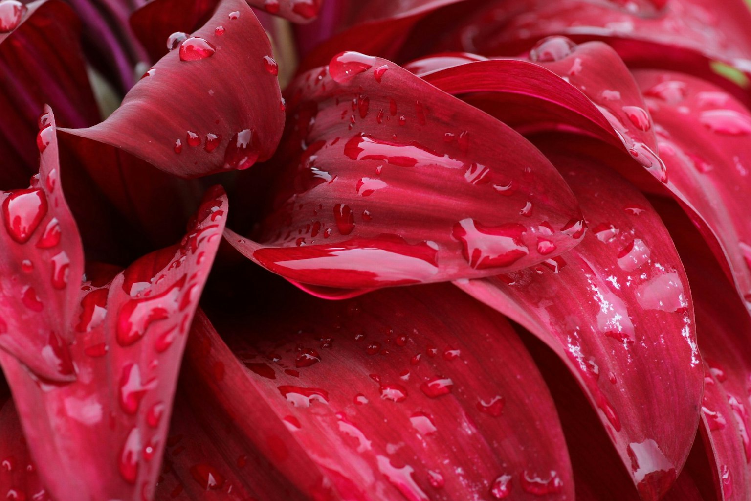Close-up of red flower petals with water droplets