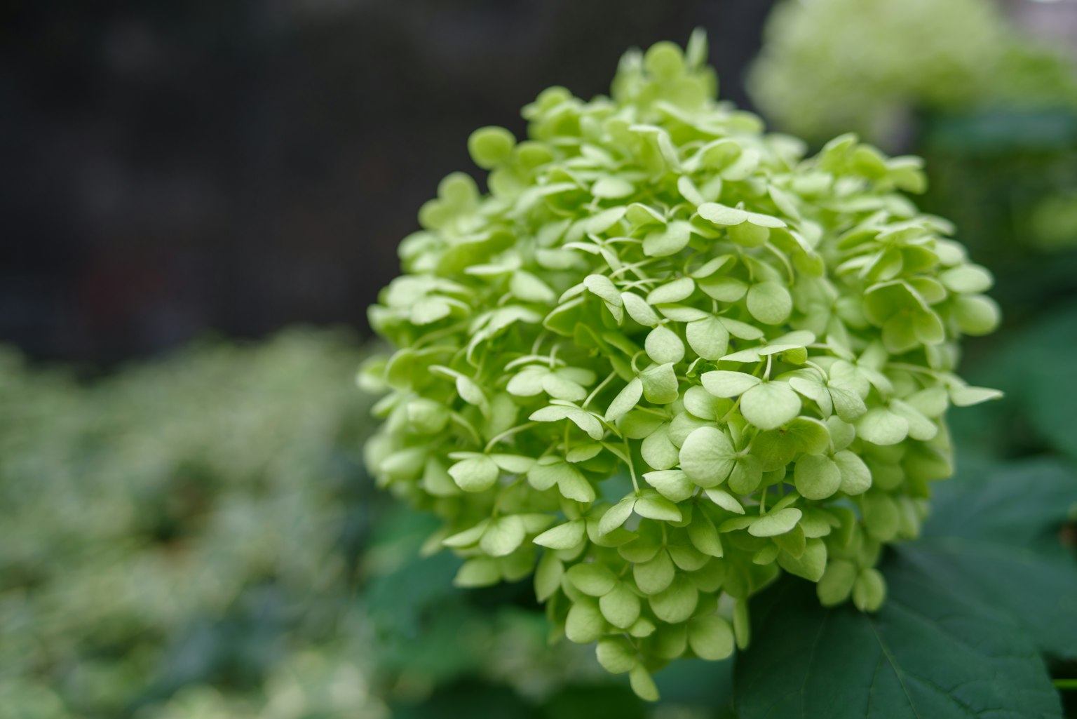Primo piano di un gruppo di fiori verdi sferici su una pianta
