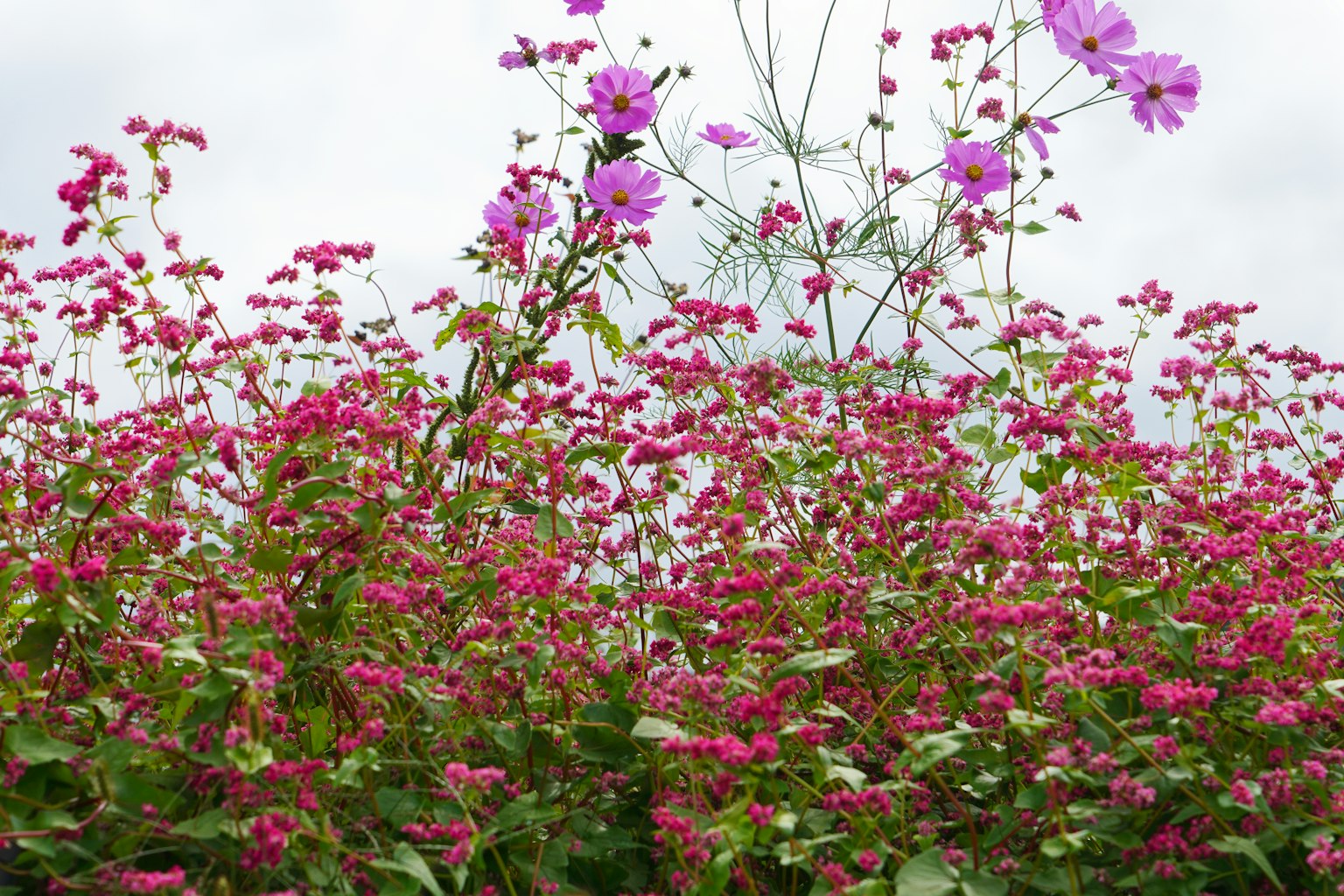 Flores rosas vibrantes en flor con un cielo nublado de fondo