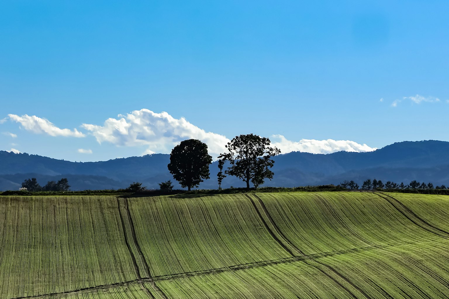 Green hills under a blue sky with two trees