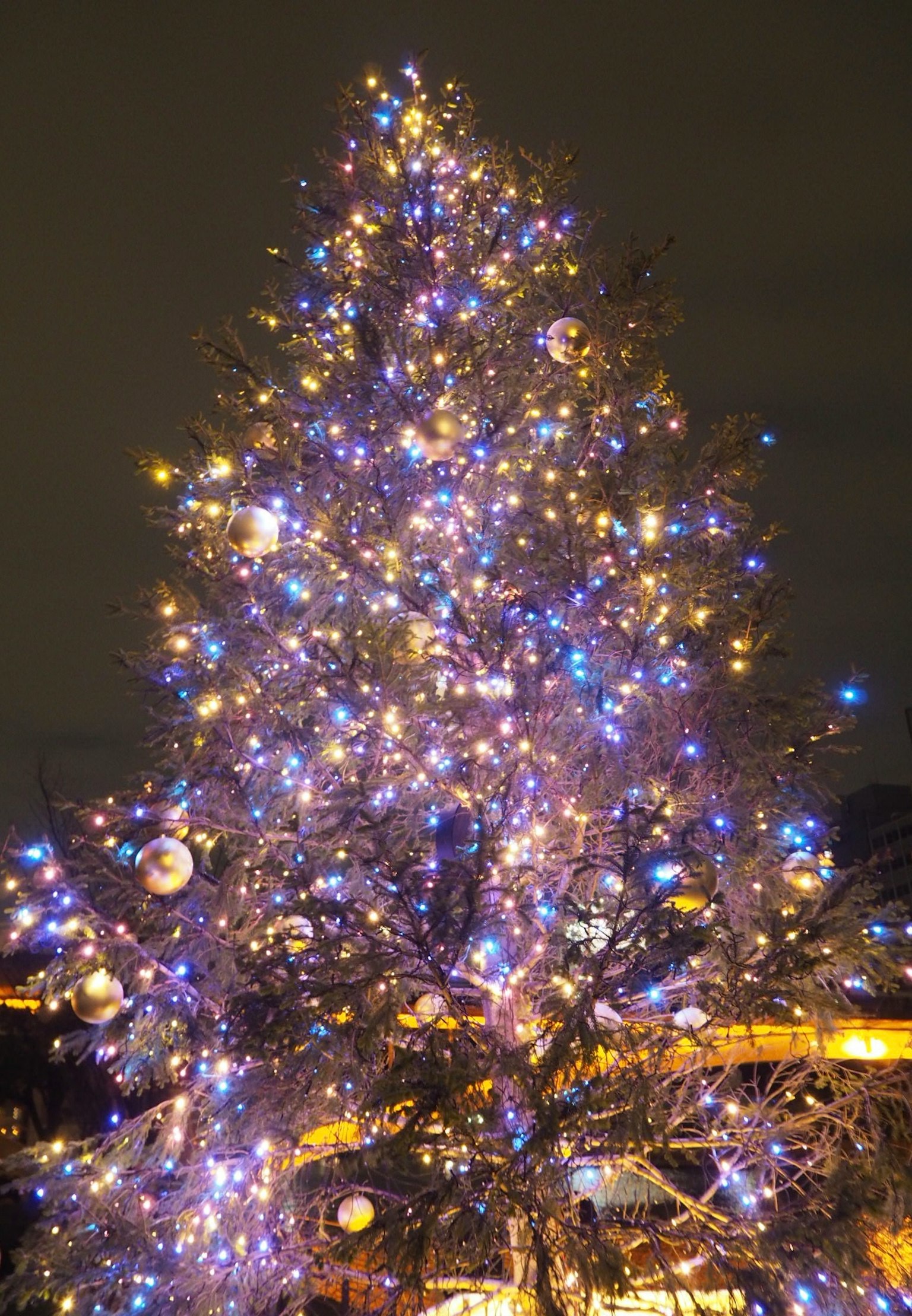 Cây thông Noel trang trí bằng đèn xanh dương và vàng phát sáng vào ban đêm