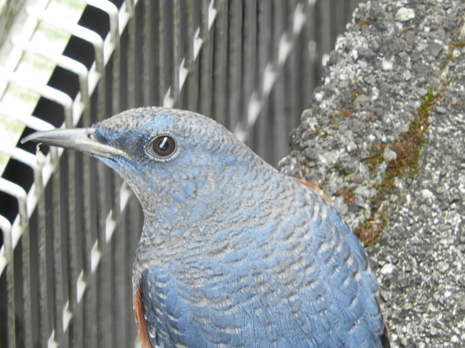 青い鳥のクローズアップ 鳥の羽は青色で目は黒い 鳥の周りには金属のフェンスが見える