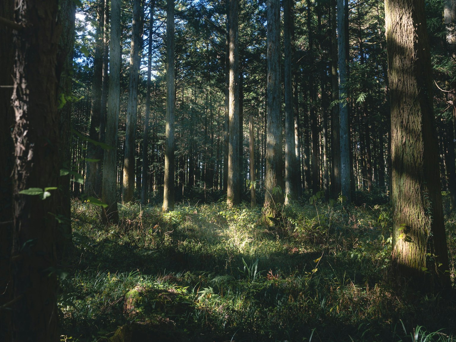 Scène forestière sereine avec de grands arbres et sous-bois vert lumière du soleil filtrant