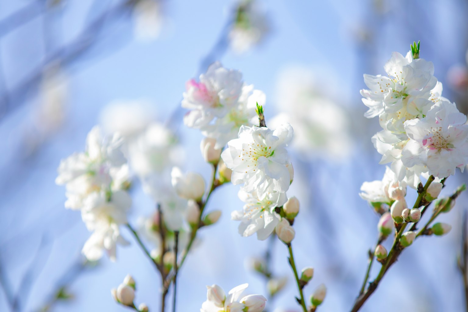 Nahaufnahme von weißen Blumen vor blauem Himmel