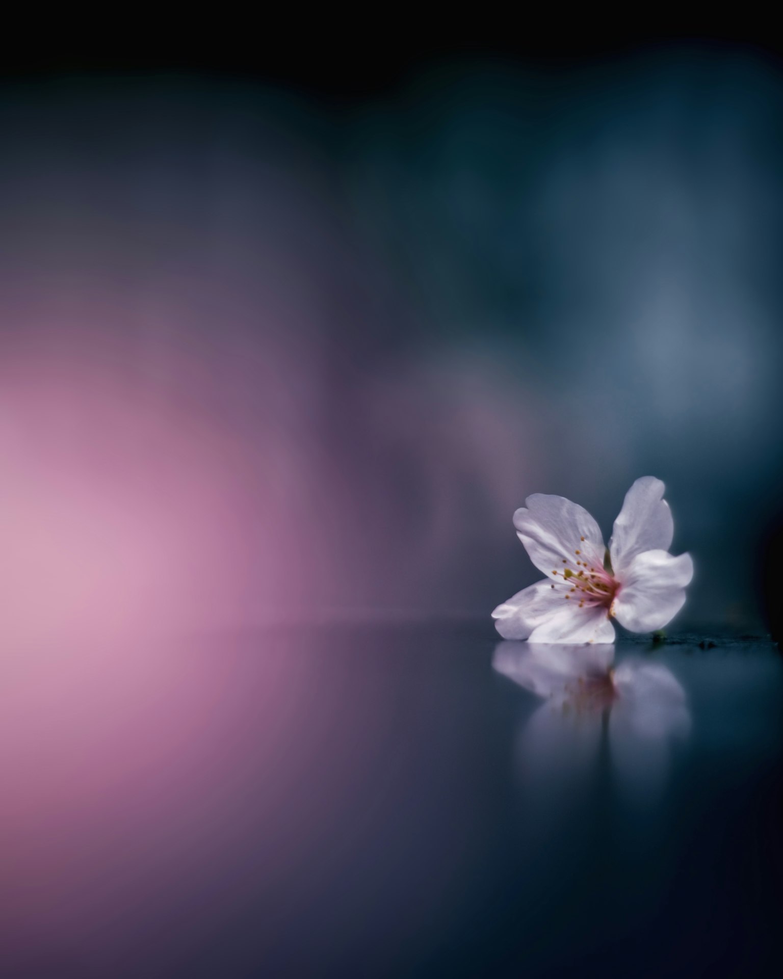 부드러운 배경에 단일 벚꽃이 있는 아름다운 이미지