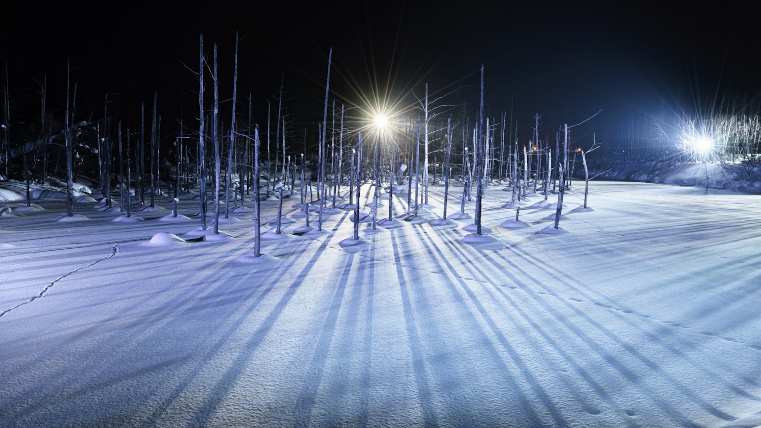 被雪覆蓋的夜景，光照下的光禿樹木投射出長長的影子