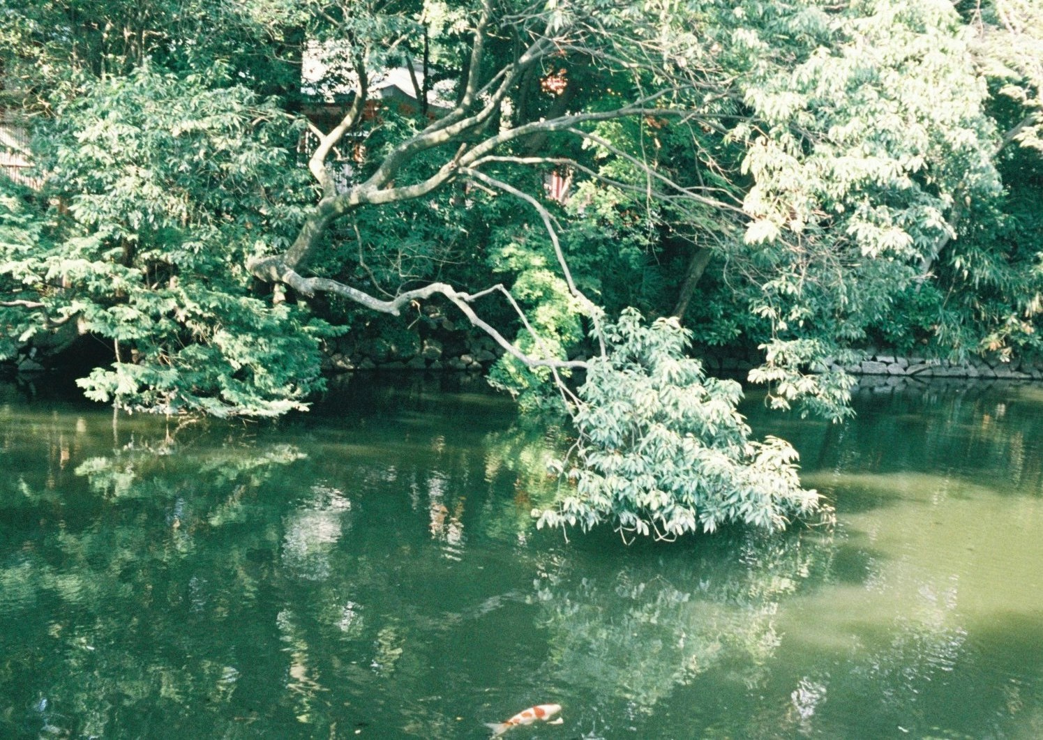 tree branches over a calm river with reflections