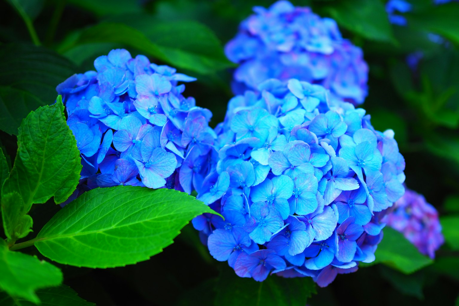 Blaue Hortensienblüten mit grünen Blättern