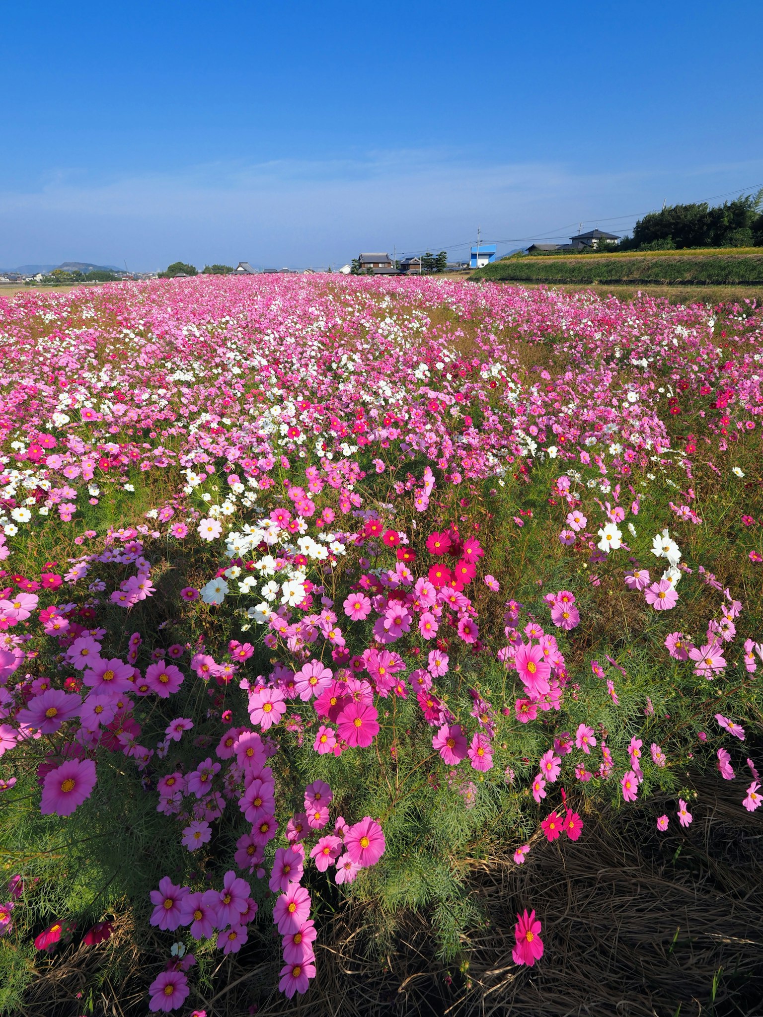 Vast field of pink flowers under a clear blue sky