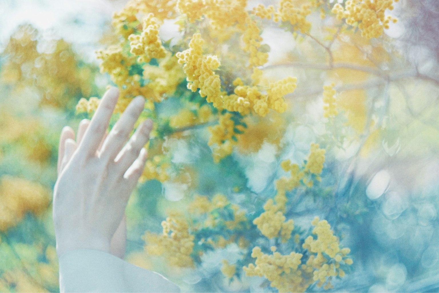 Eine sanfte Hand, die nach leuchtend gelben Blumen greift
