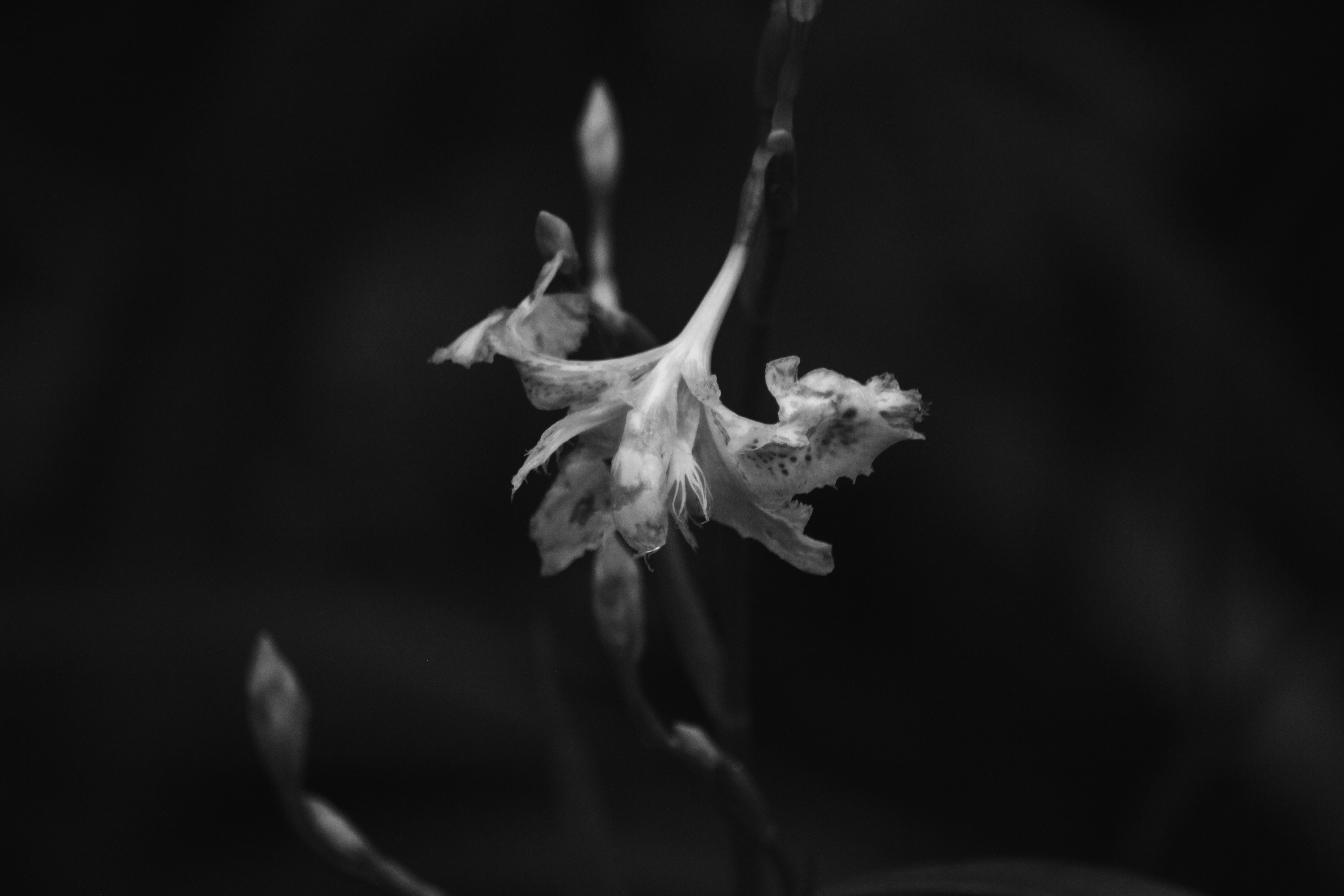 黒背景に浮かぶ花びらのような白い花