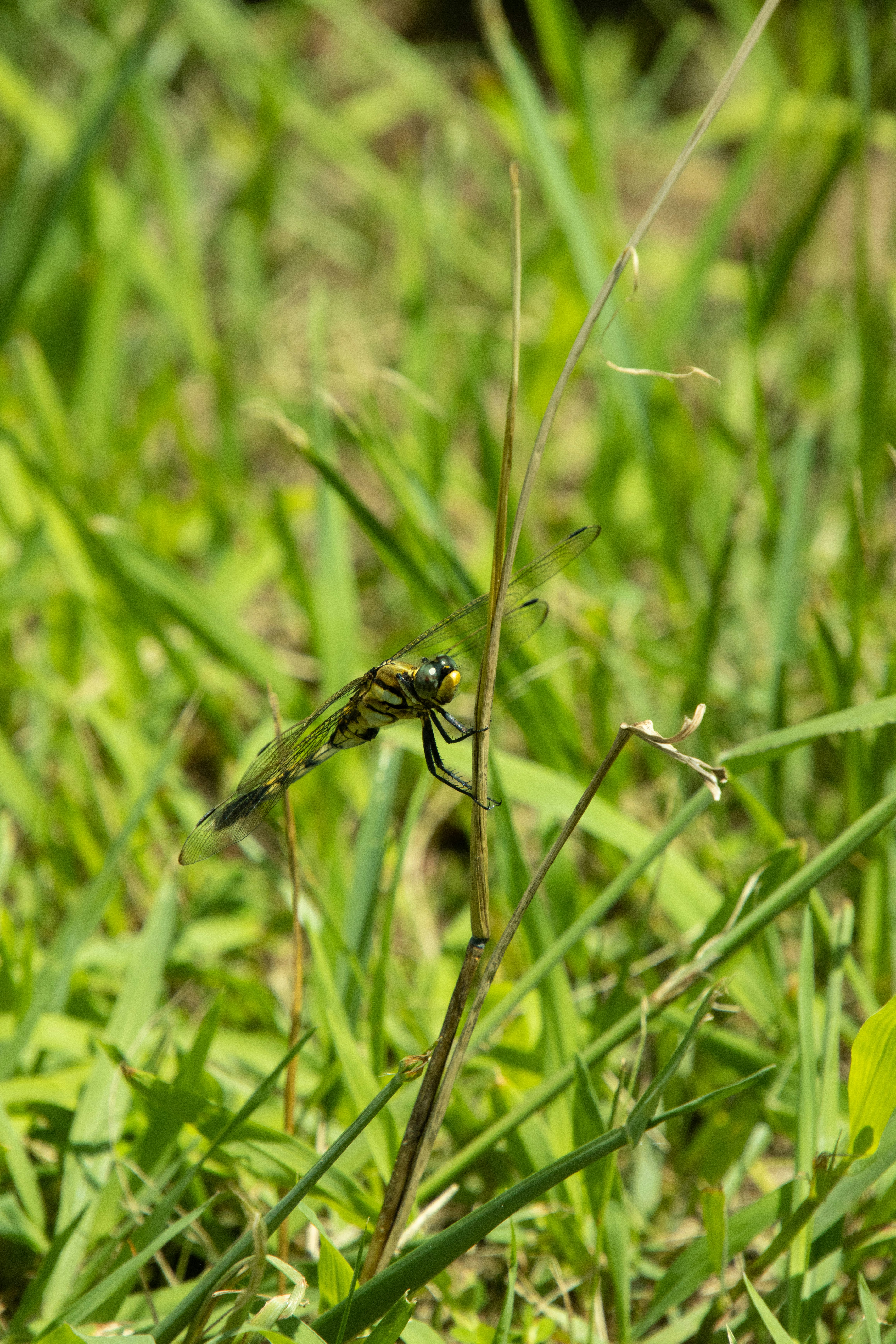 imagen macro de una libélula posada en la hierba