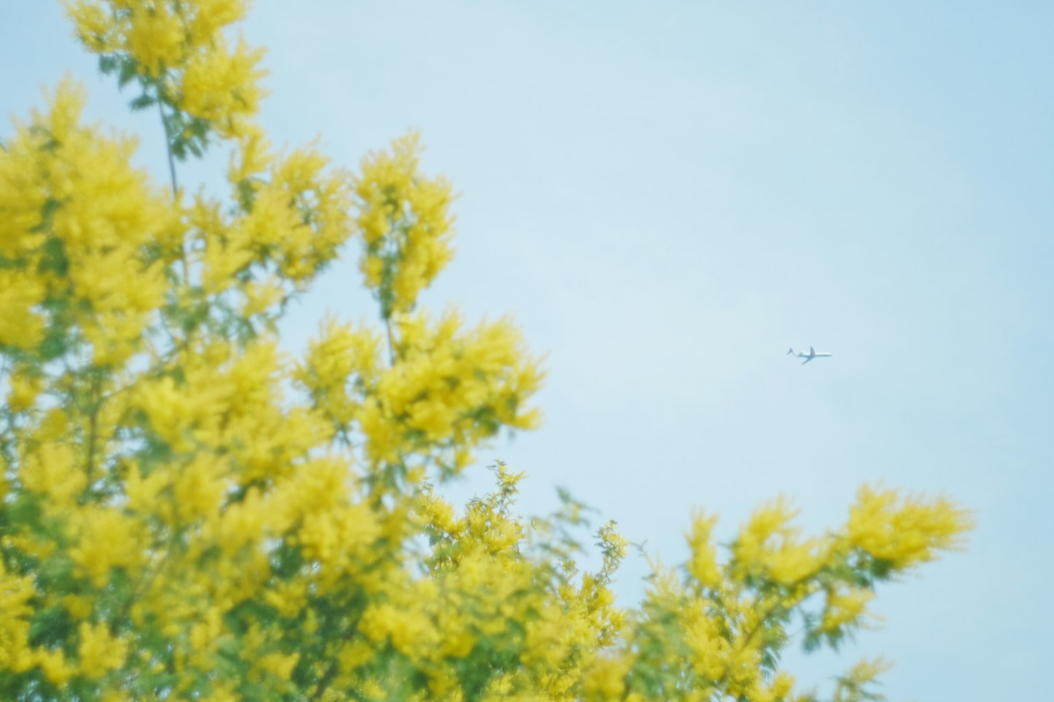 A part of a tree with bright yellow flowers under a blue sky