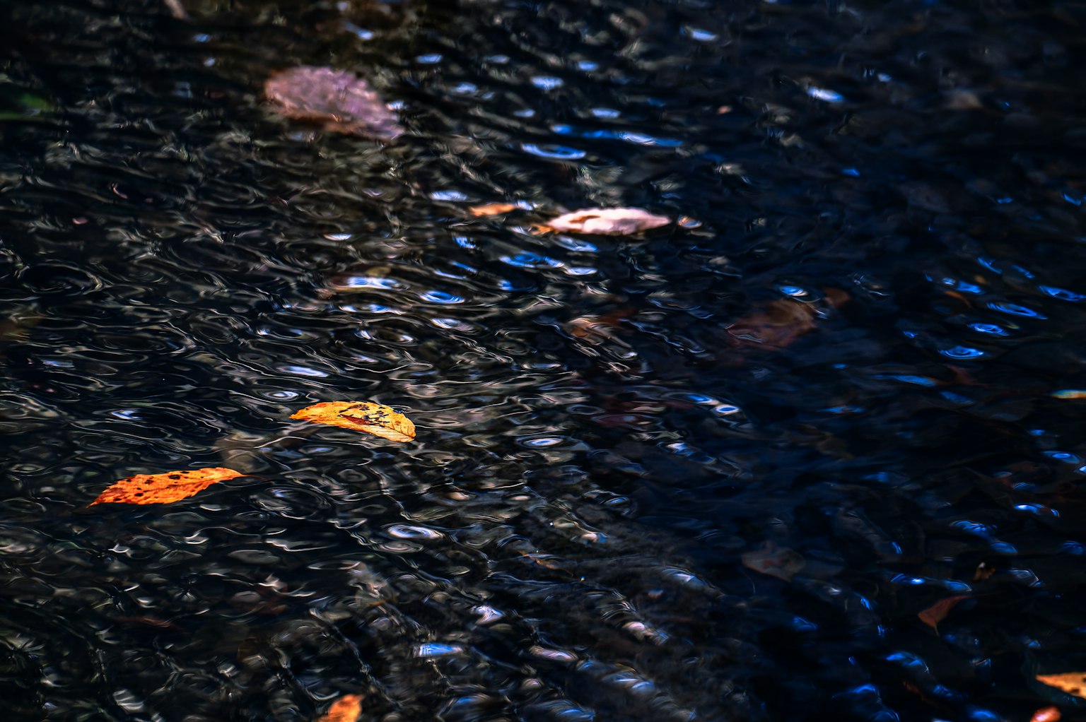 秋葉漂浮在水面上，伴隨著波紋圖案