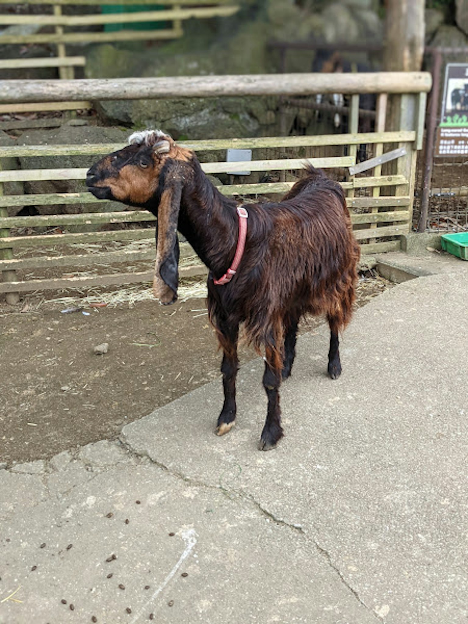 Kambing coklat berdiri dekat pagar