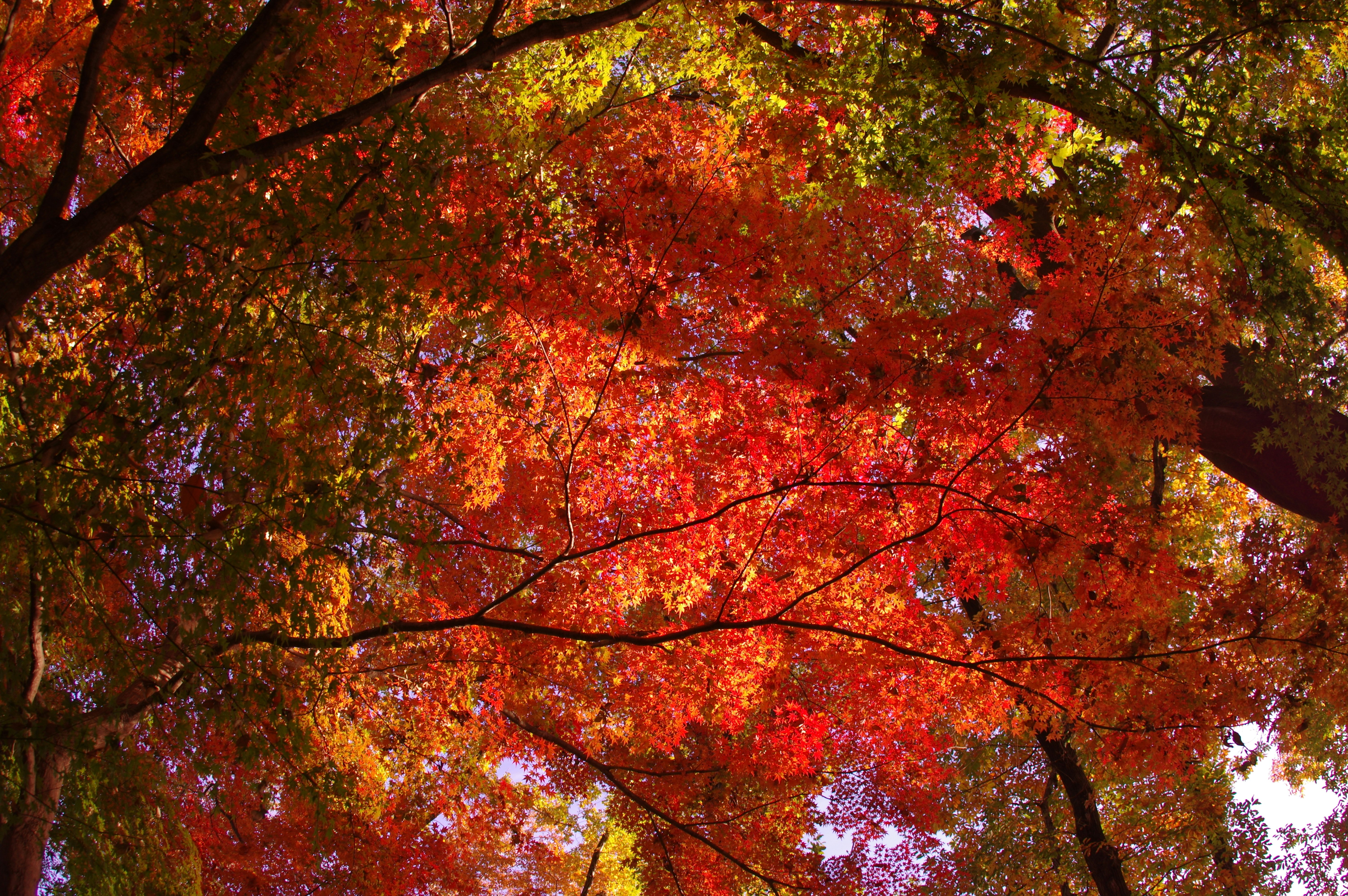 色づいた紅葉の枝が広がる秋の空間