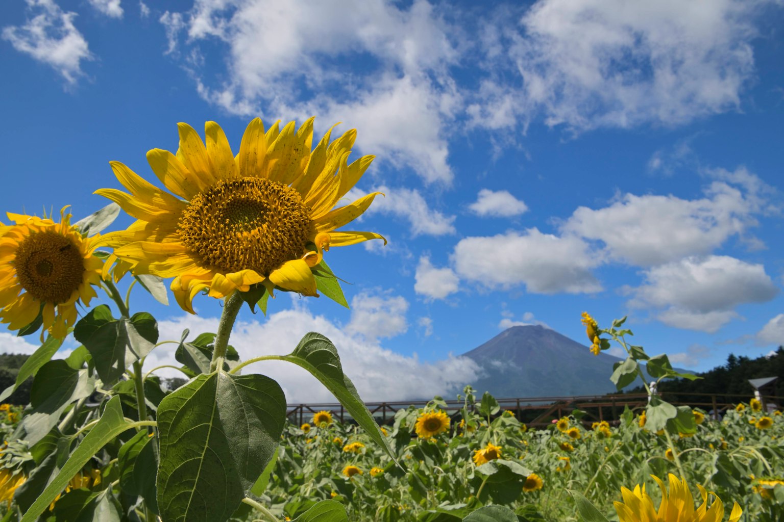 Field of sunflowers under a blue sky with a mountain in the background
