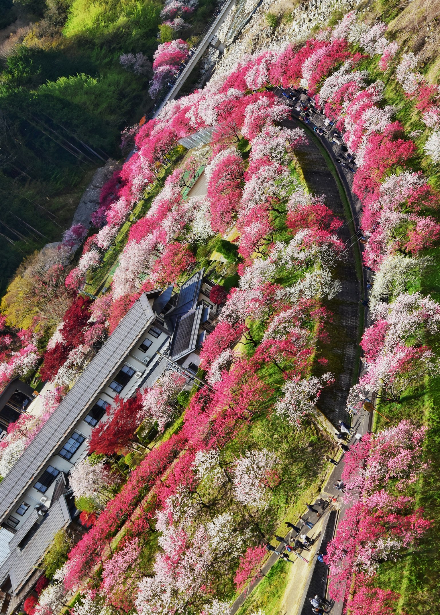 ดอกซากุระหลากสีบานสะพรั่งพร้อมทางรถไฟที่คดเคี้ยวเห็นได้