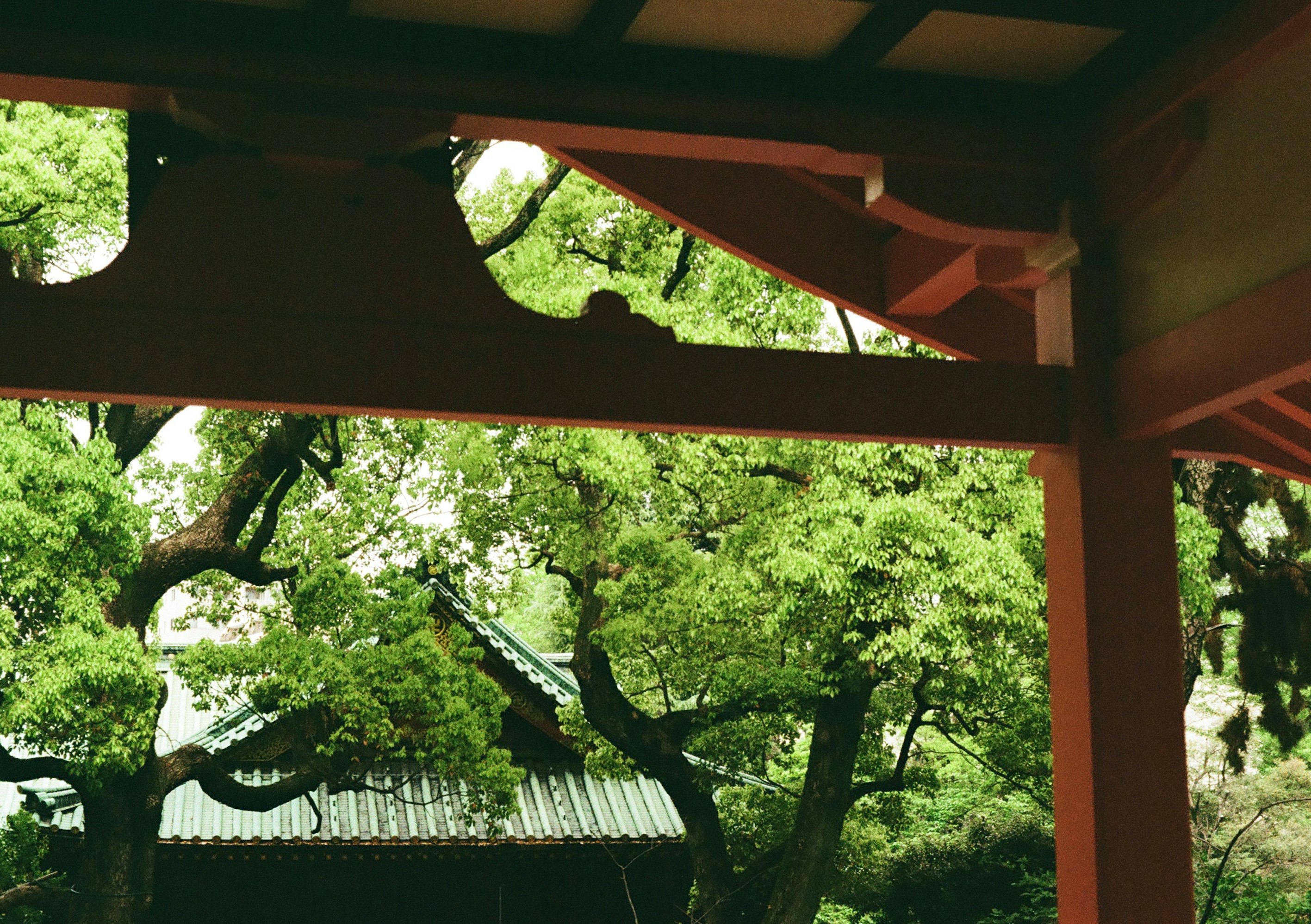 緑の木々と朱色の鳥居が見える神社の回廊