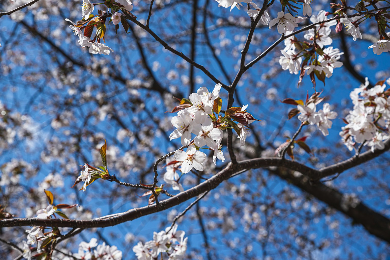 Bunga sakura mekar di cabang di bawah langit biru