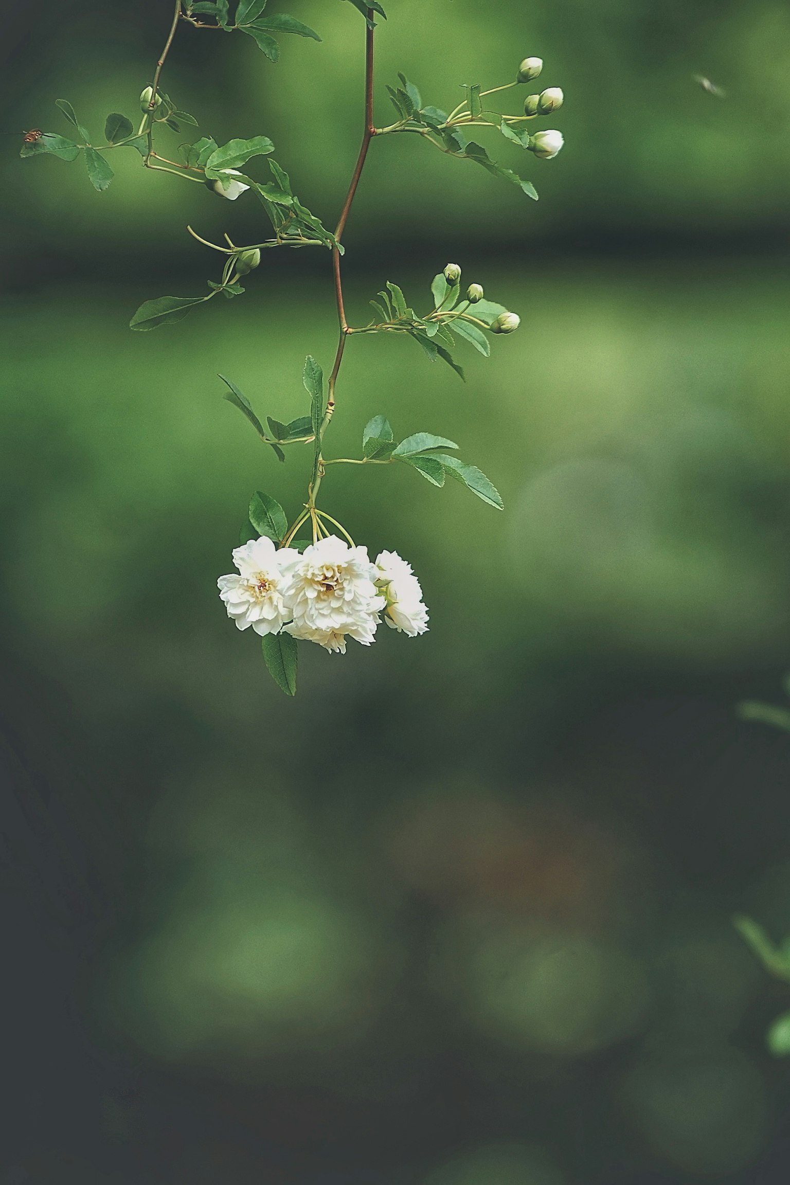 Eine weiße Blume hängt vor einem verschwommenen grünen Hintergrund