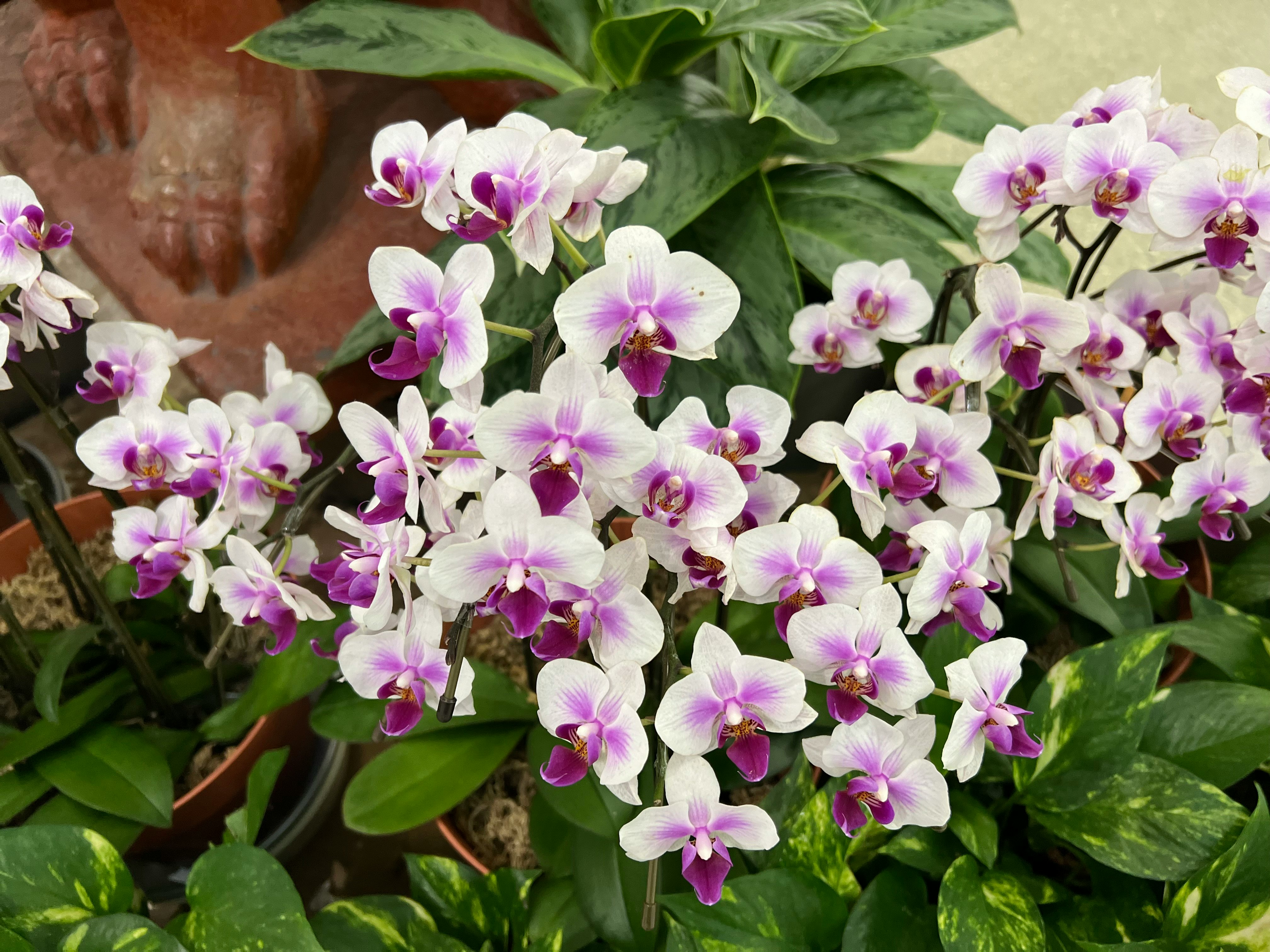 紫と白の胡蝶蘭の花が咲く鉢植え