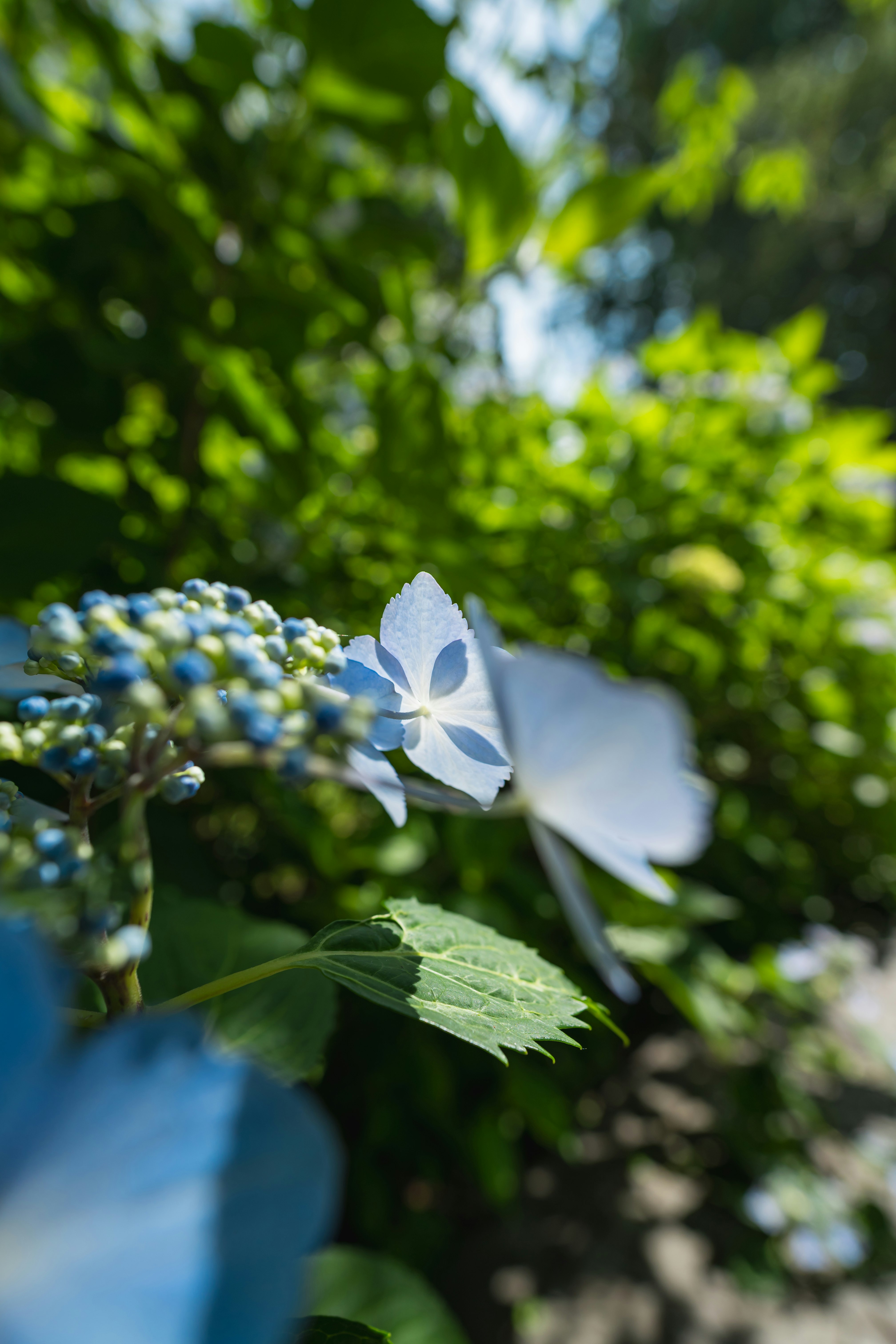 北海道伊達市の紫陽花の花と青い花びらのアップ
