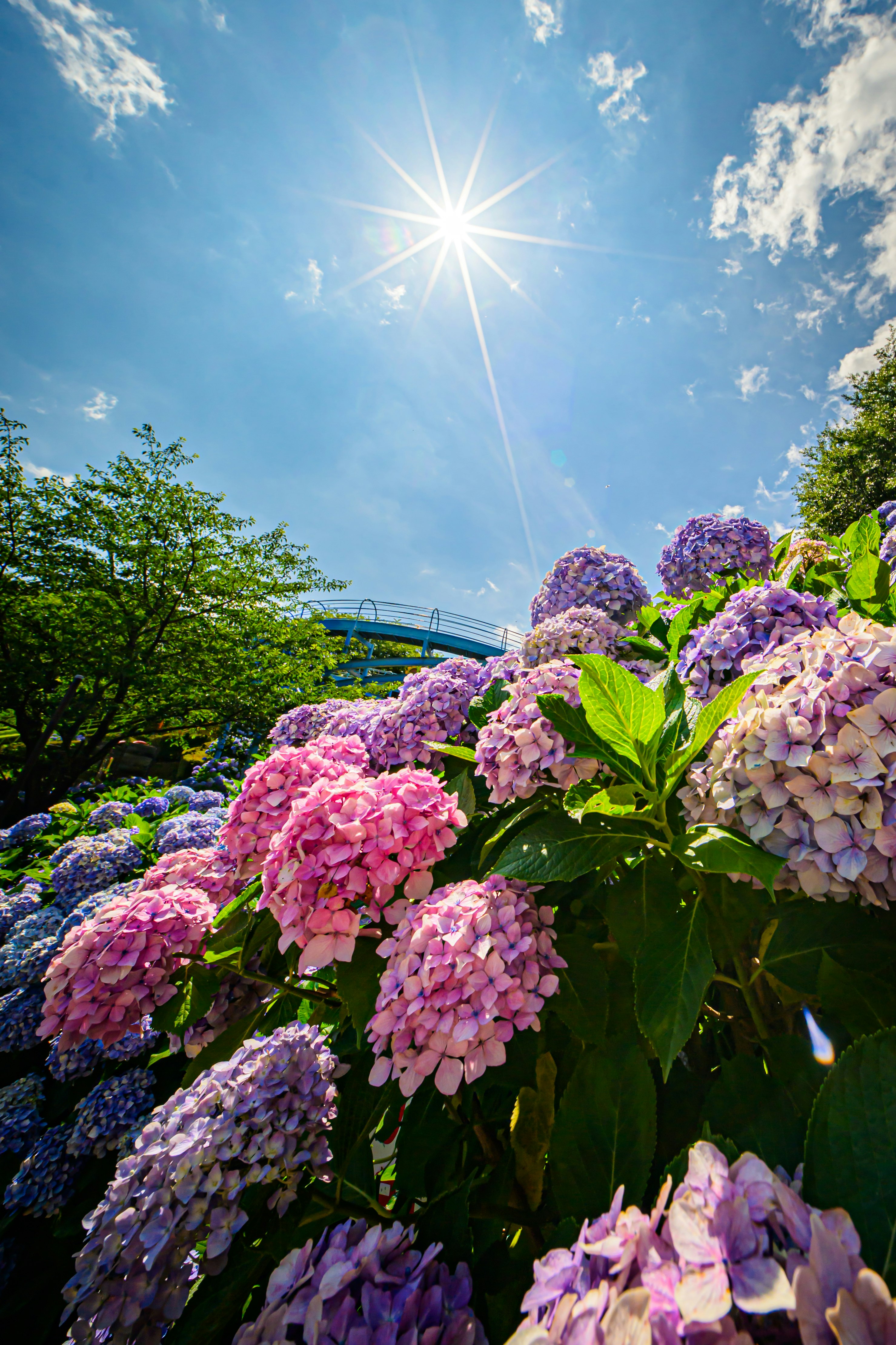 夏の架け橋のような紫陽花が咲く青空の庭