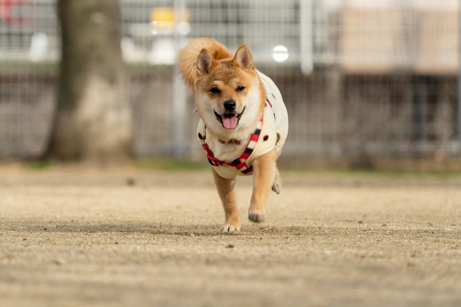 一只穿着红色哈尼斯的柴犬在公园里跑