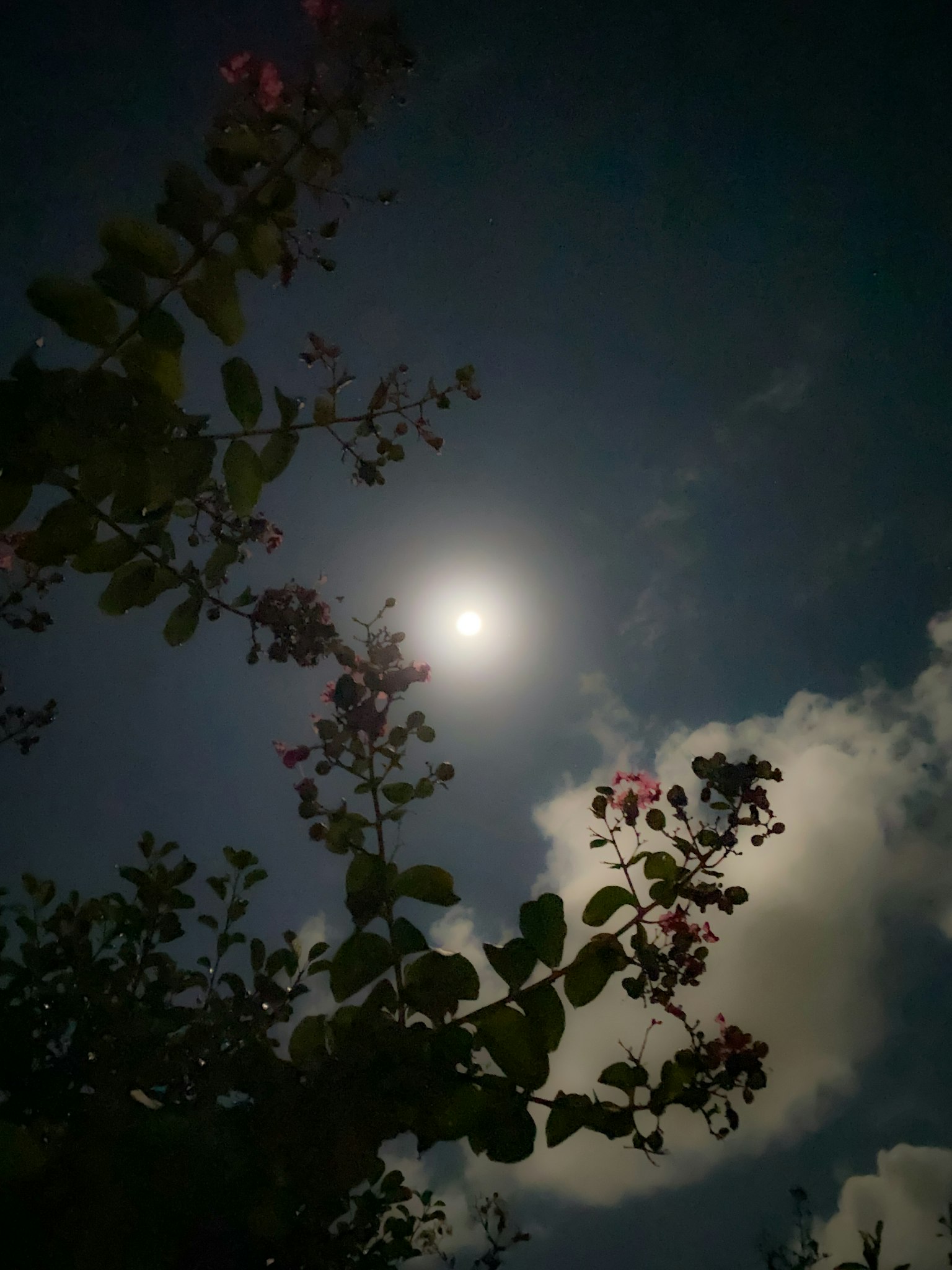 Bóng hoa và mây dưới ánh trăng